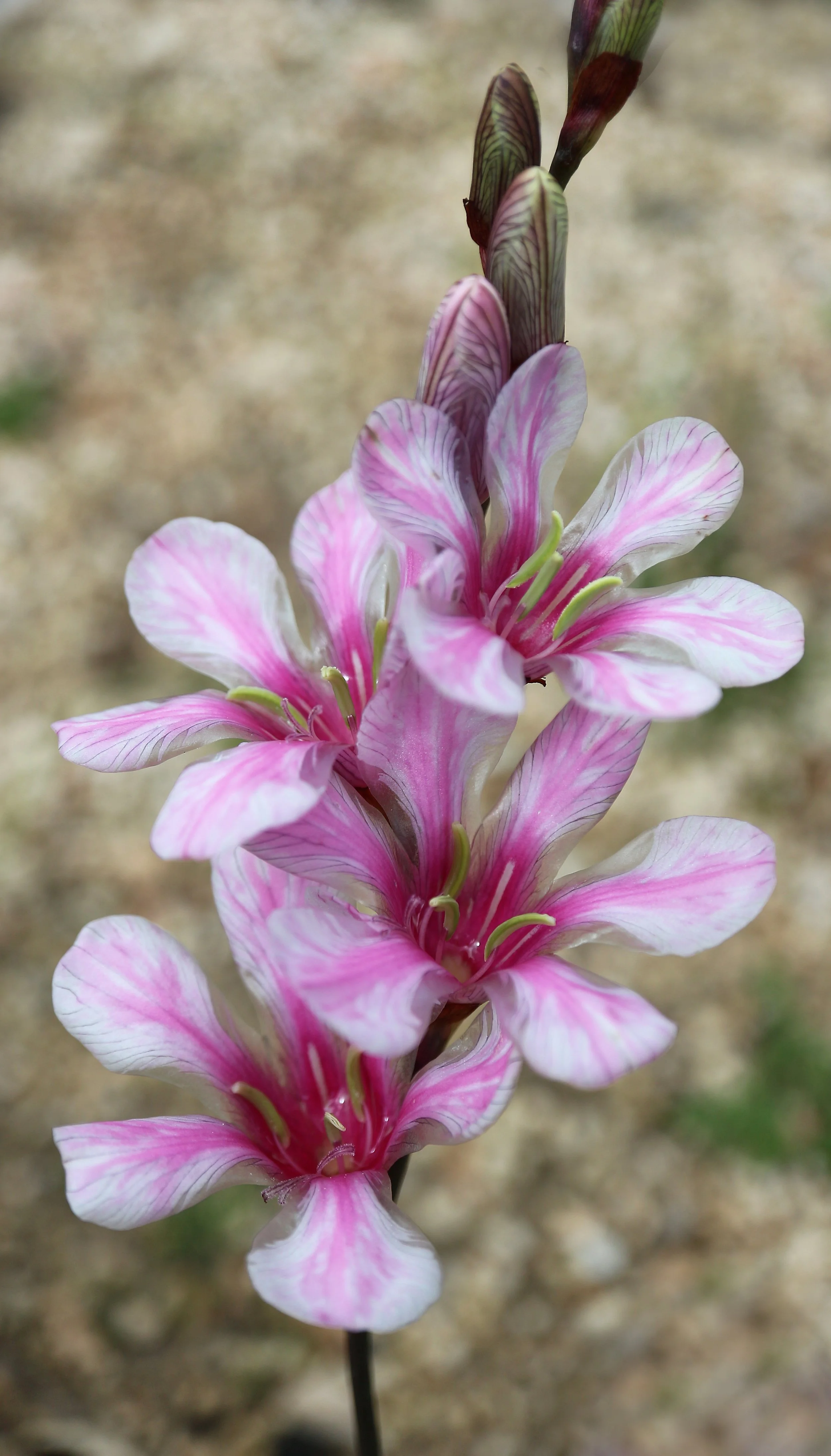 Tritonia squalida / Iridaceae / S Cape, South Africa