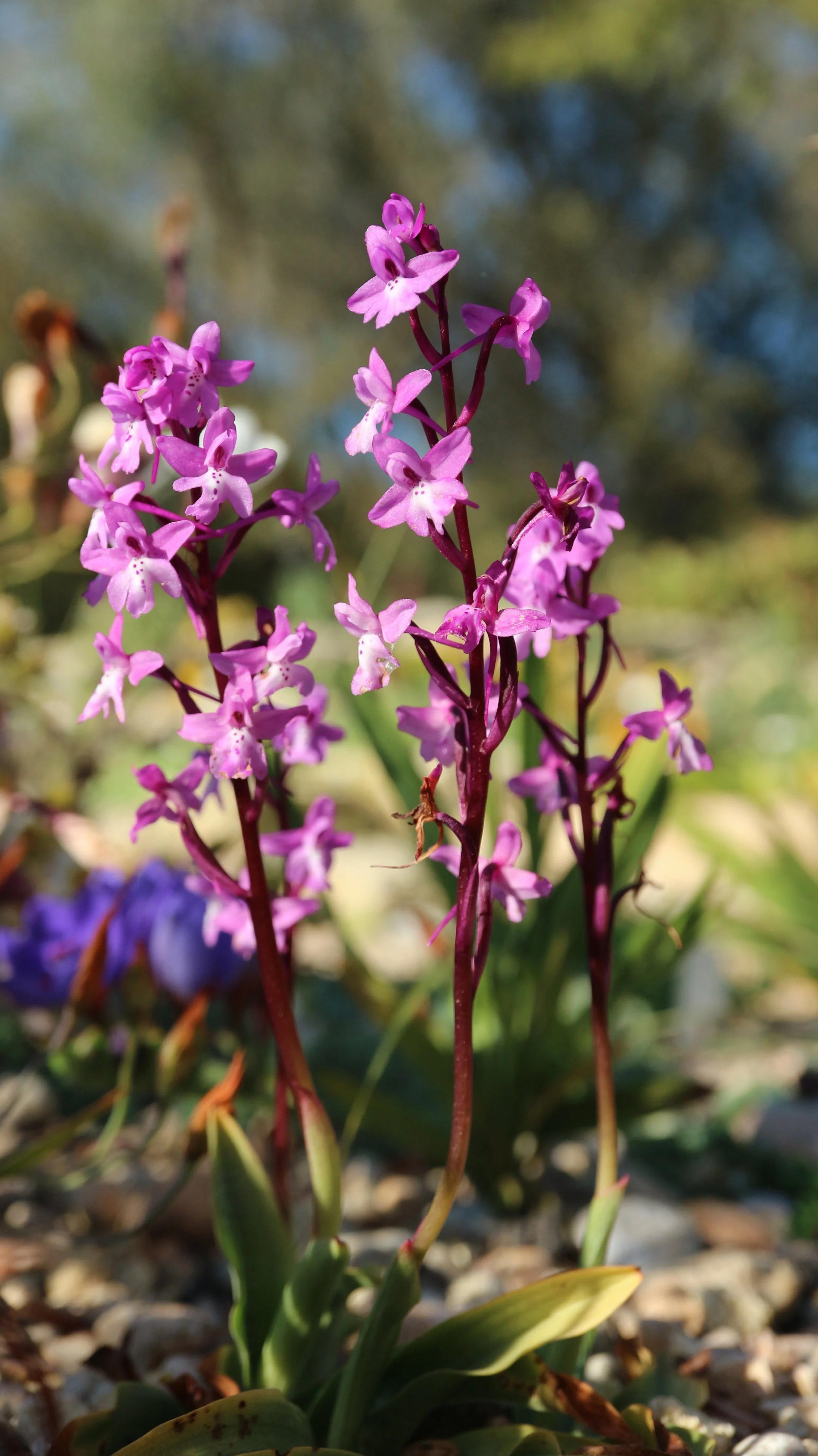 Orchis x seziquiana (ex Crete) / Orchidaceae / E Mediterranean Region