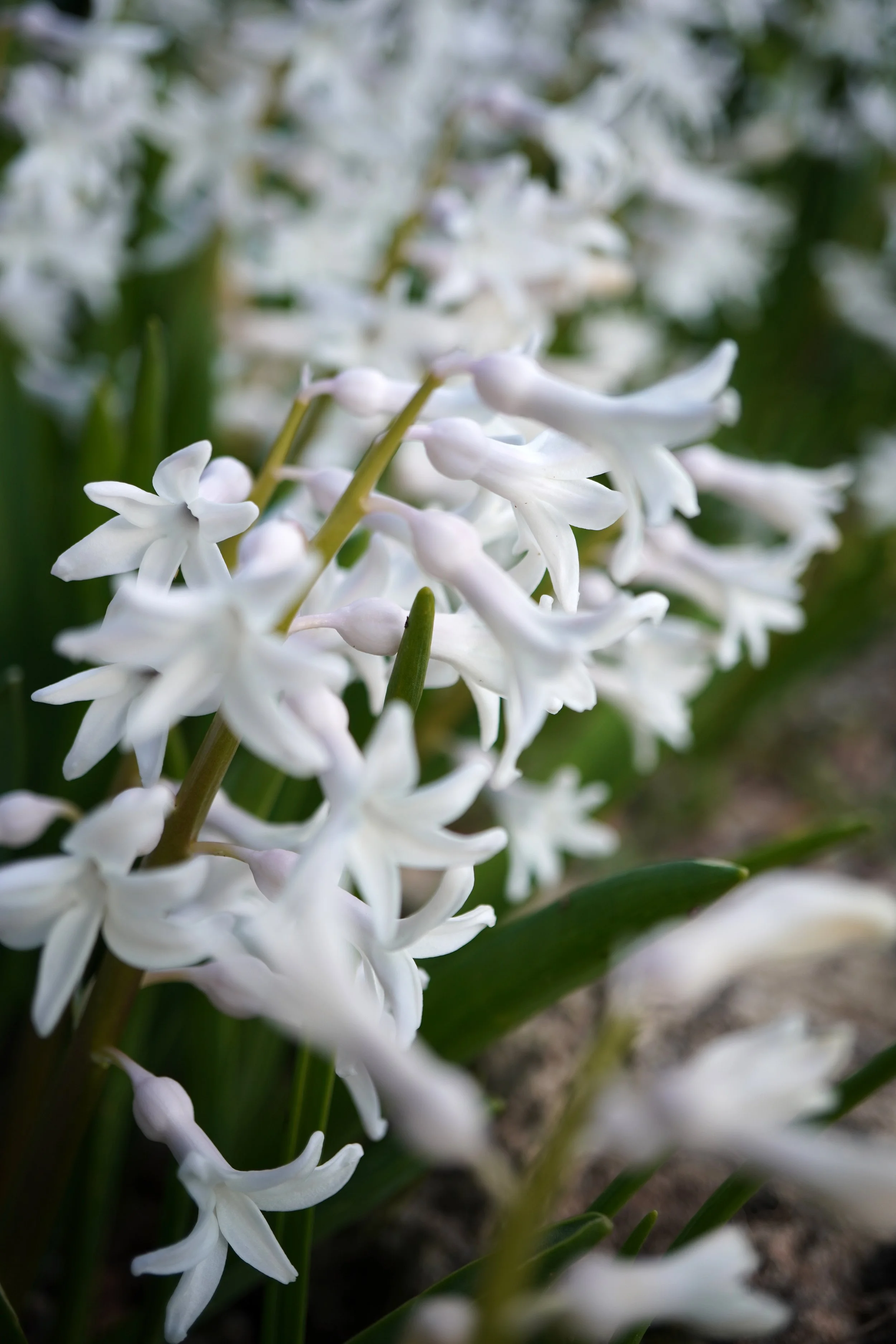 Hyacinthus orientalis f. alba / Scilloideae / E Mediterranean