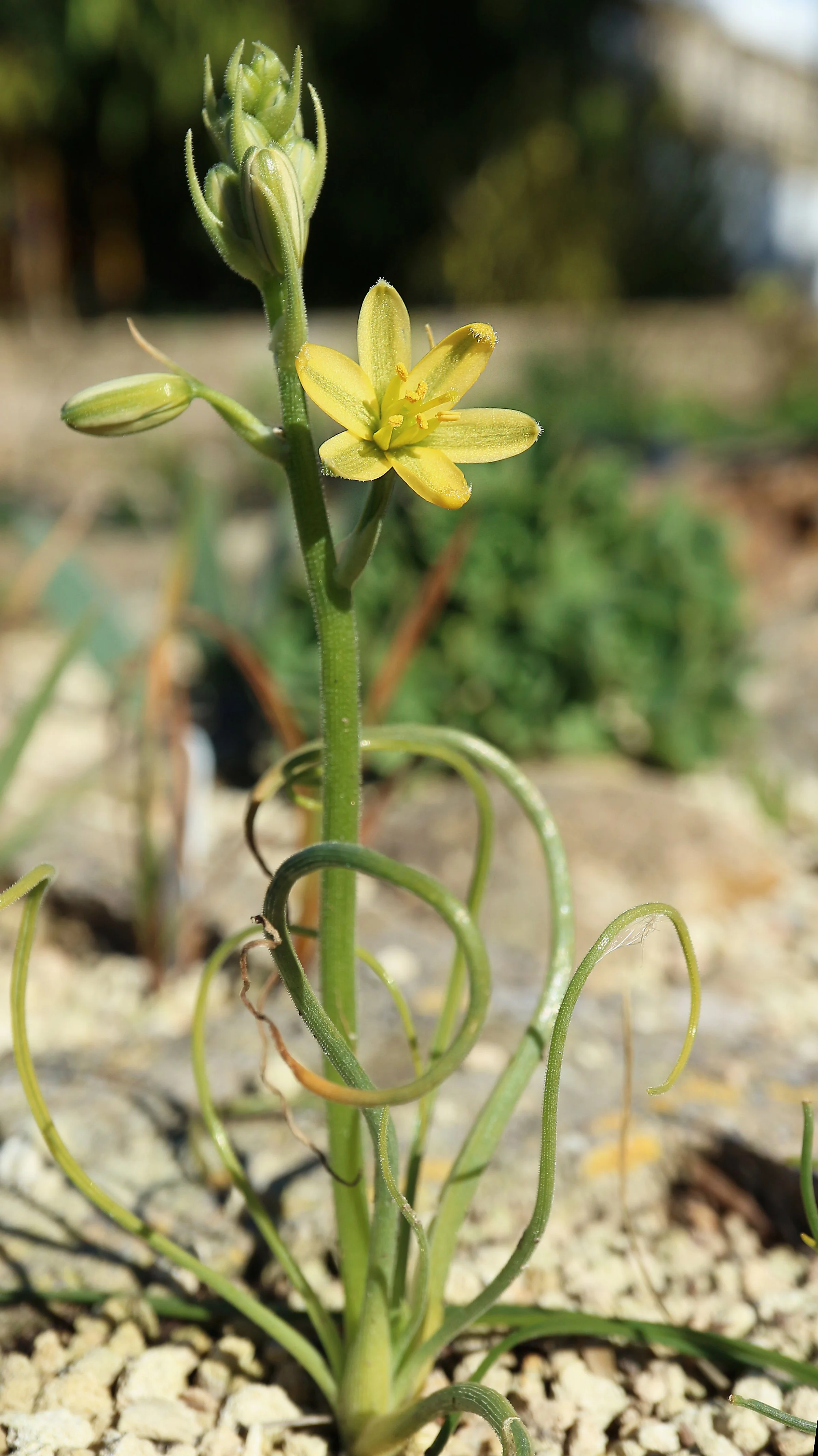 Ornithogalum multifolium / Scilloideae / W Cape, Souht Africa