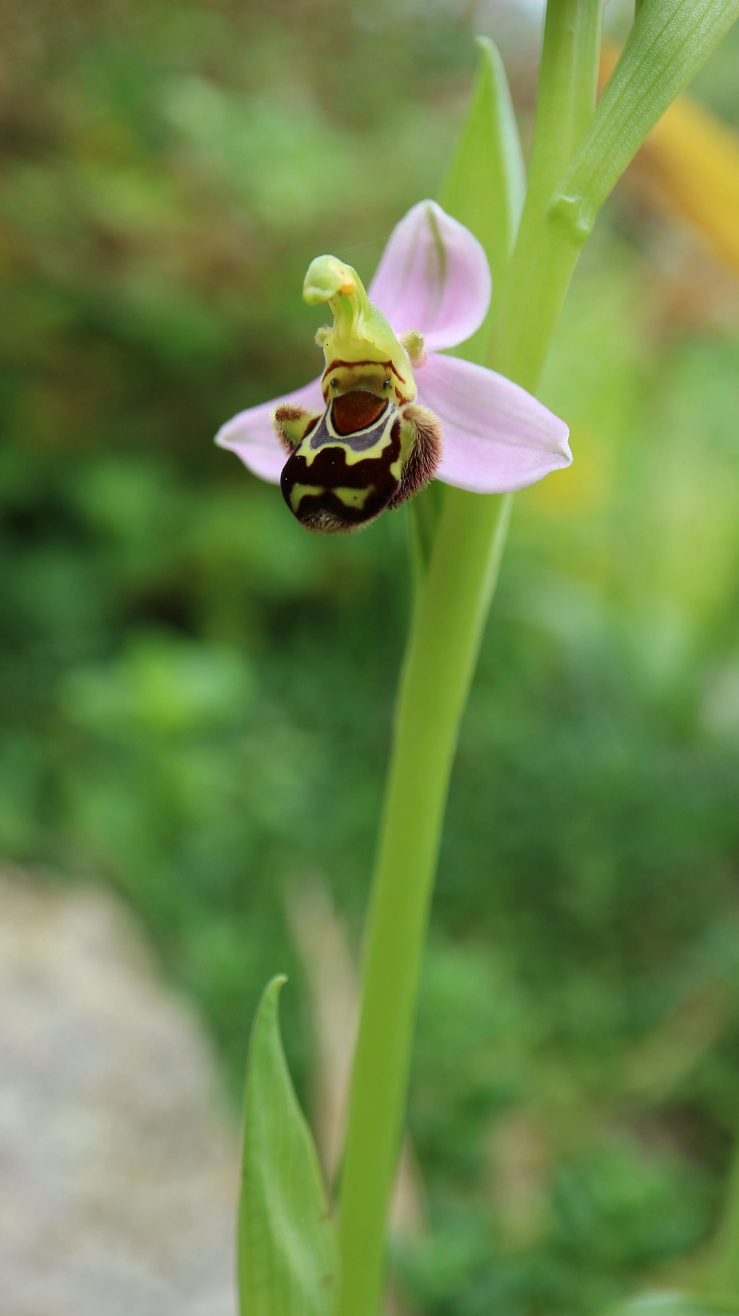 Ophrys apifera (ex Mallorca) / Orchidaceae / Mediterranean Region