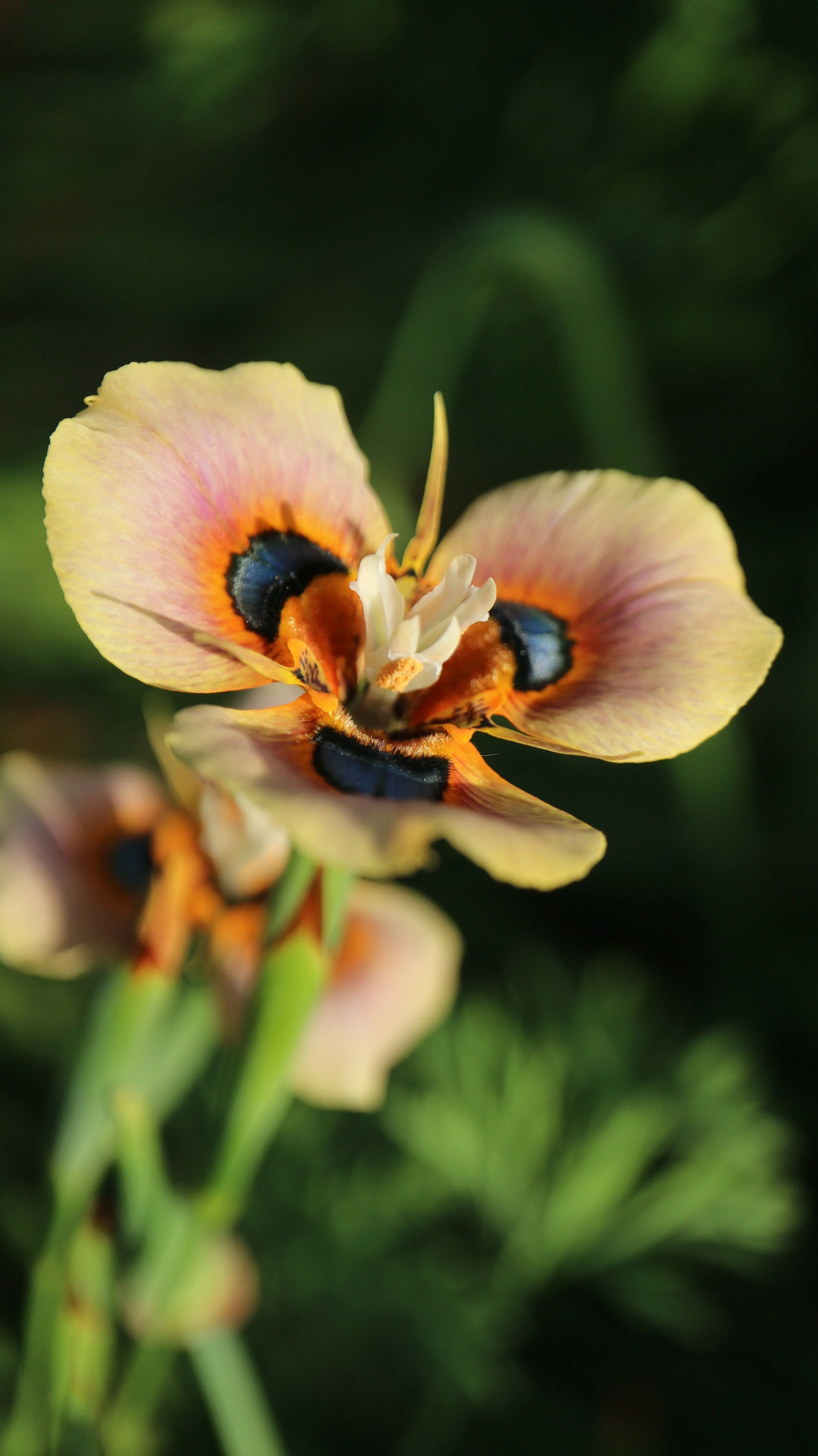 Moraea tulbaghensis / Iridaceae / W Cape, South Africa