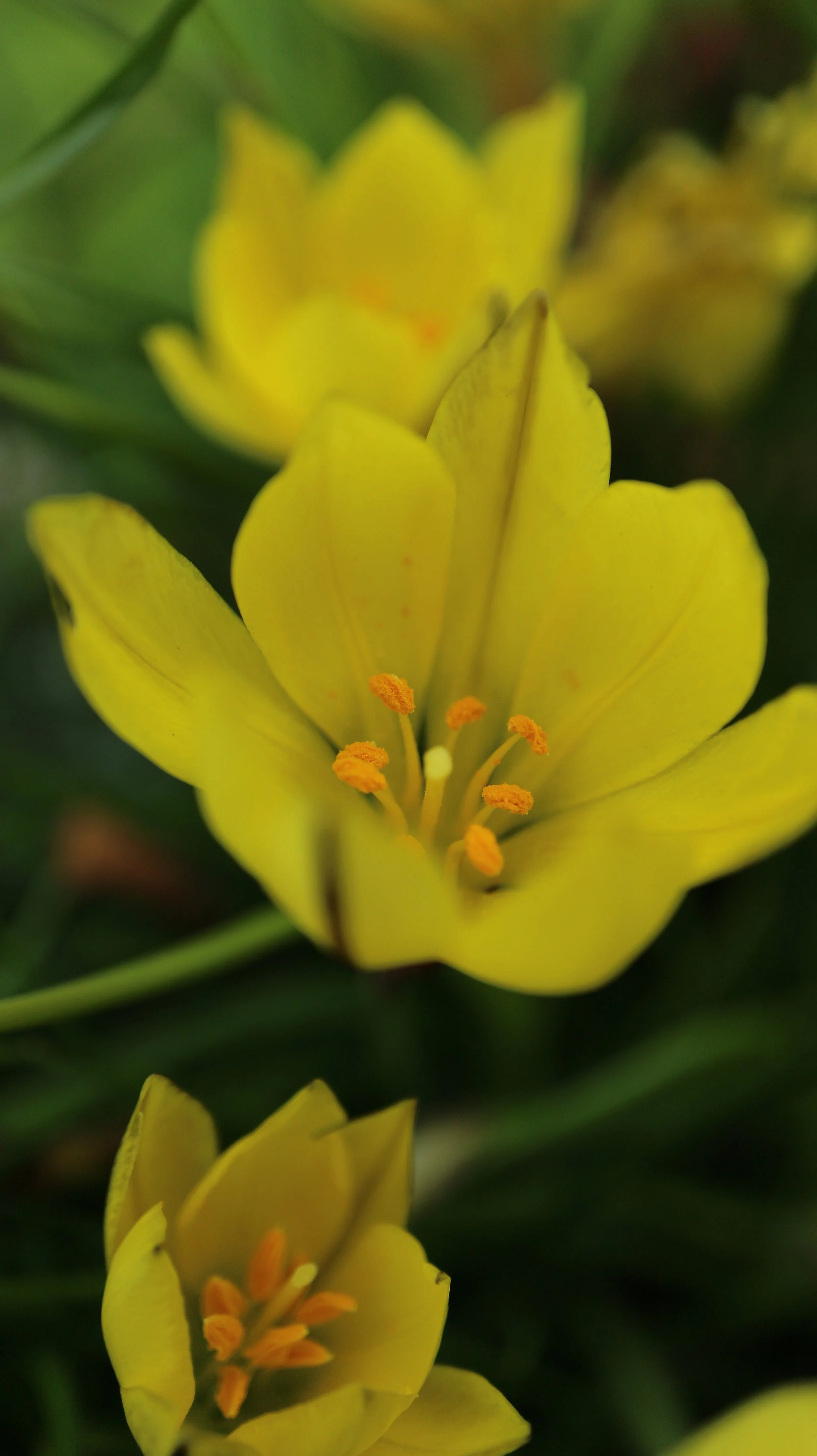Ipheion dialystemon (syn: Nothoscordum dialystemon) / Allioideae / Argentina, Uruguay