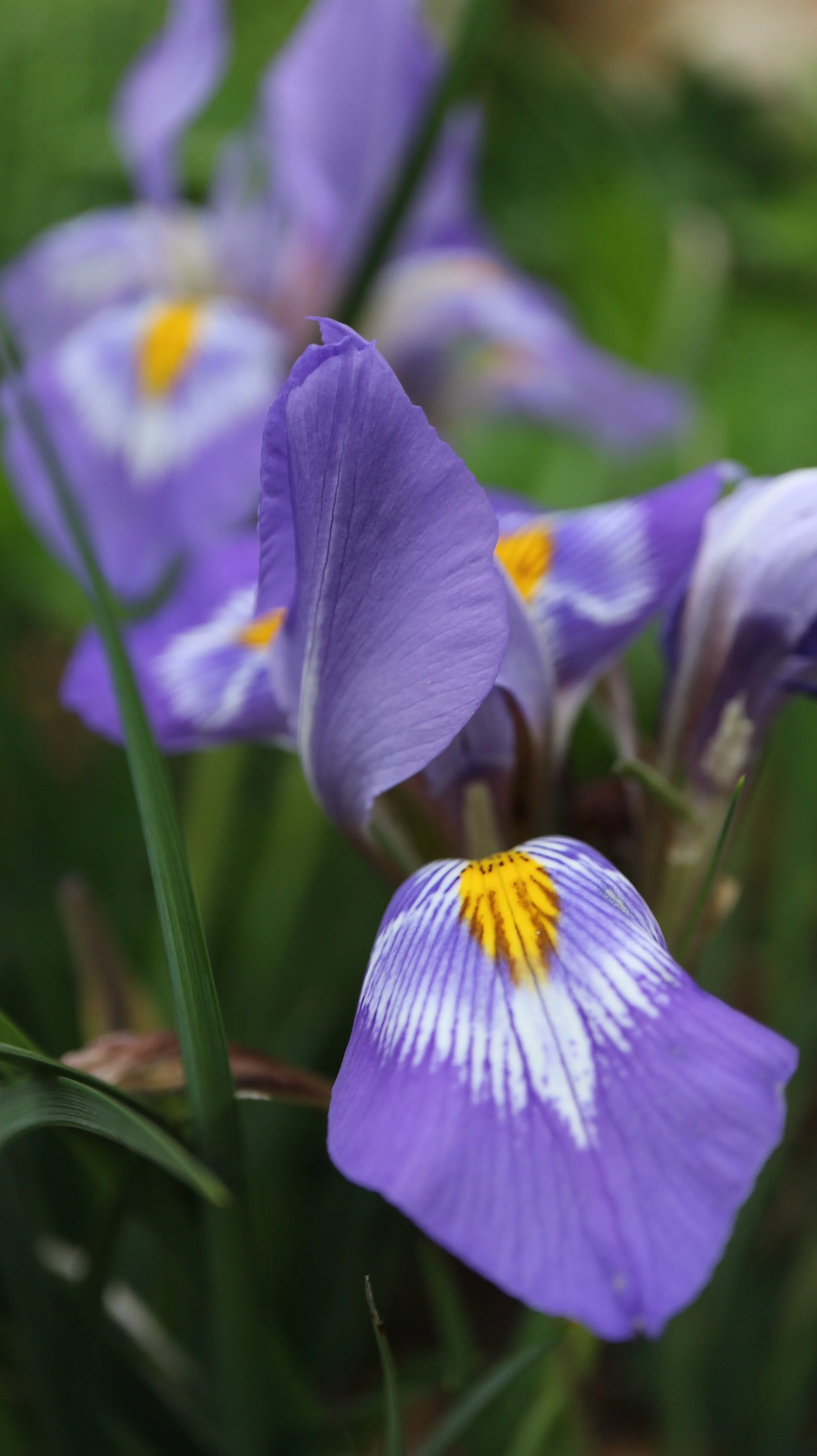 Iris cretensis - syn: Iris unguicularis subsp. cretensis  / Iridaceae / Crete