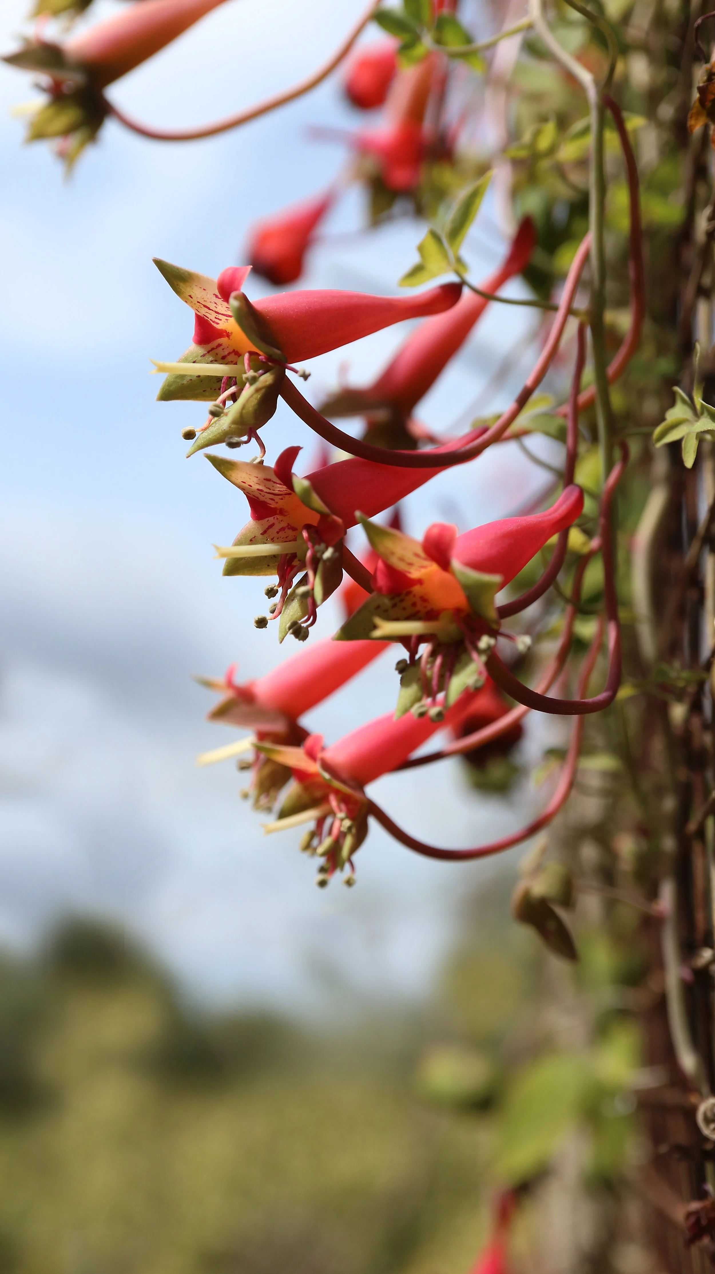 Tropaeolum pentaphyllum / Tropaeolaceae / C Chile