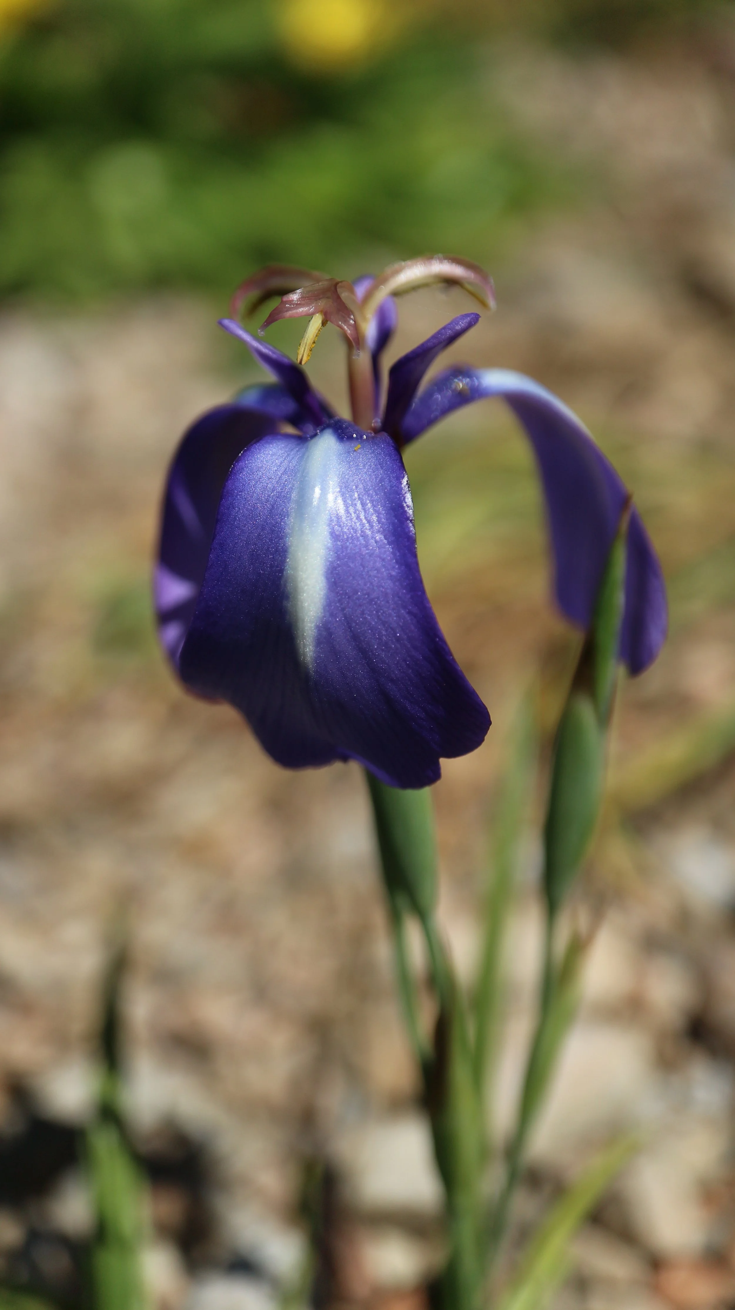 Herbertia pulchella / Iridaceae / Brazil, Argentina