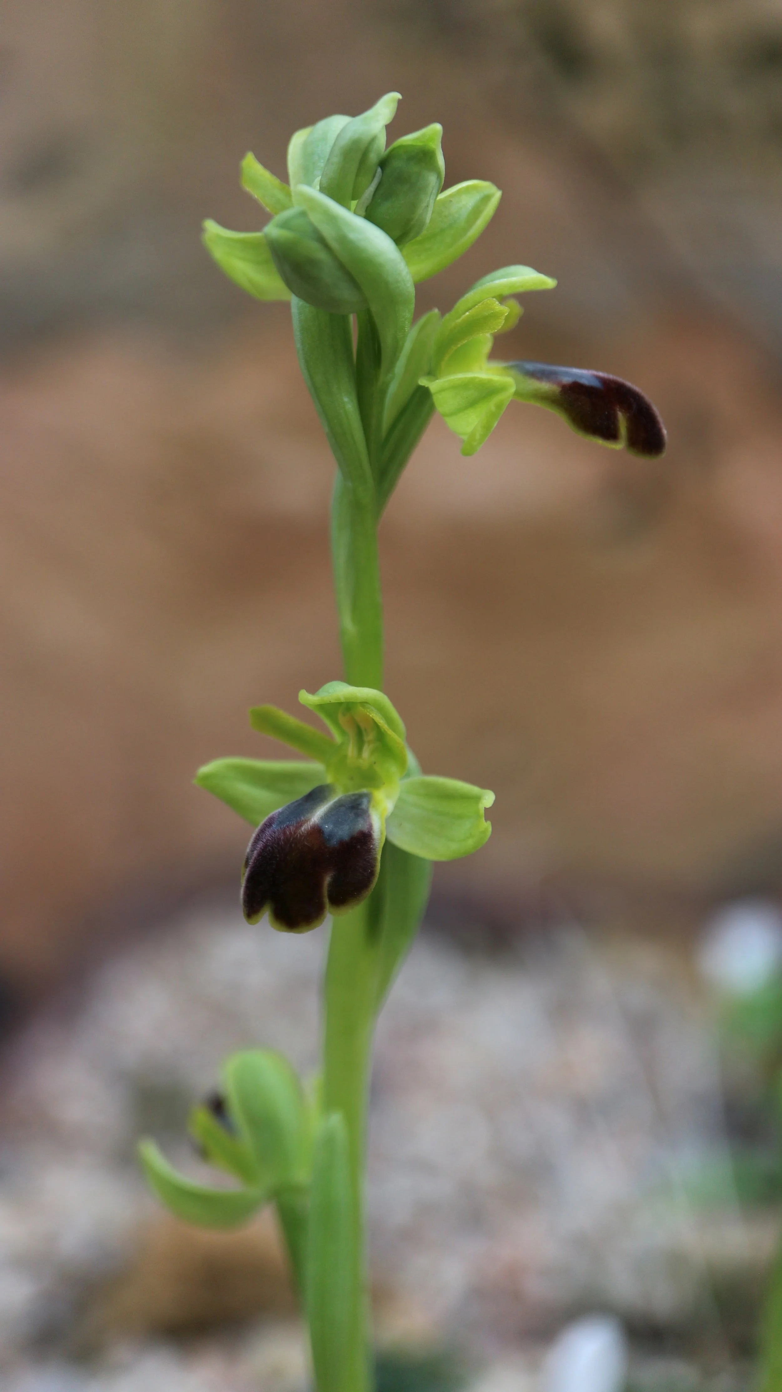 Ophrys fusca (ex Mallorca) / Orchidaceae / Mediterranean Region