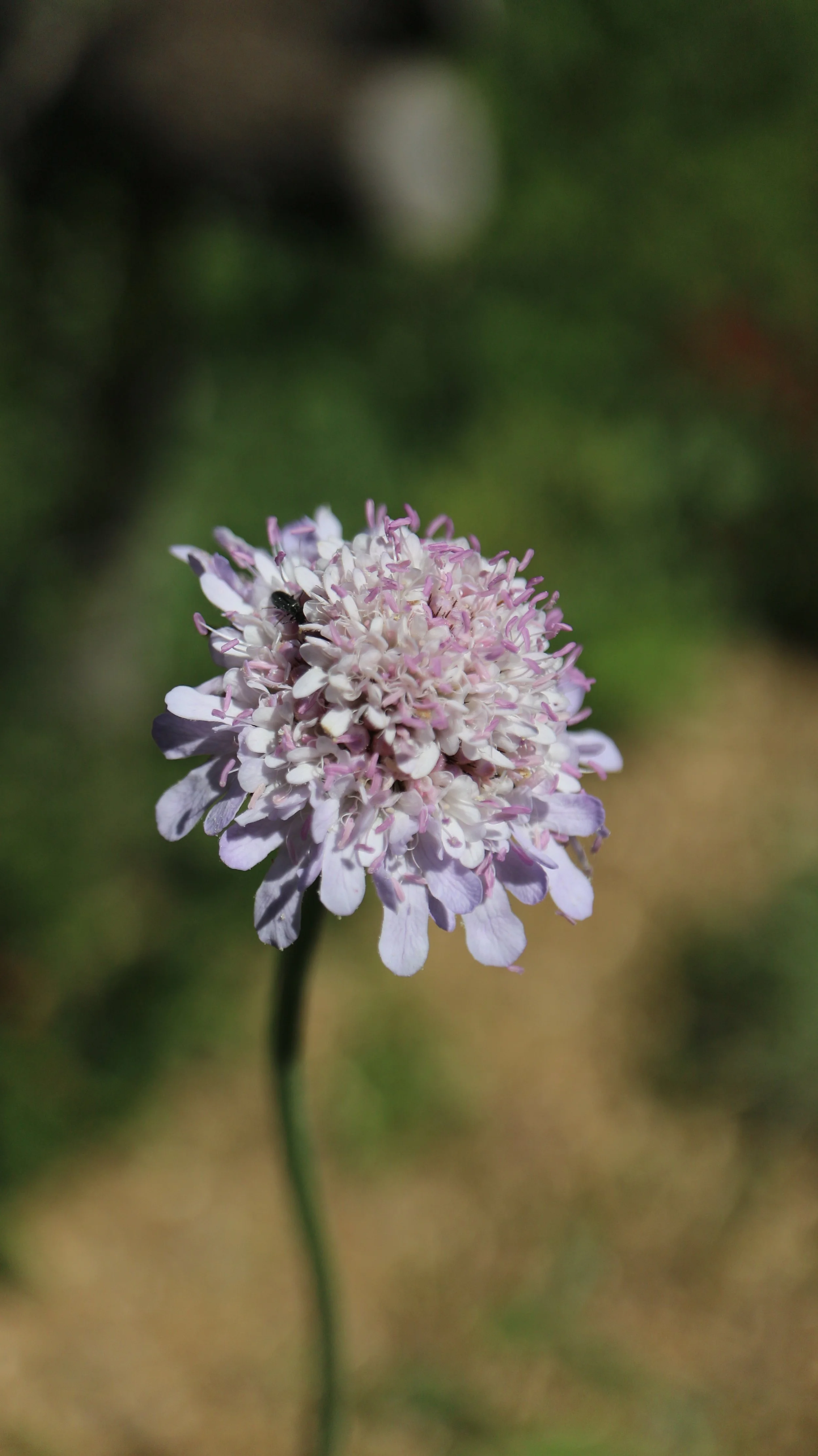Scabiosa africana (ex Cape of Good Hope) / Caprifoliaceae / South Africa