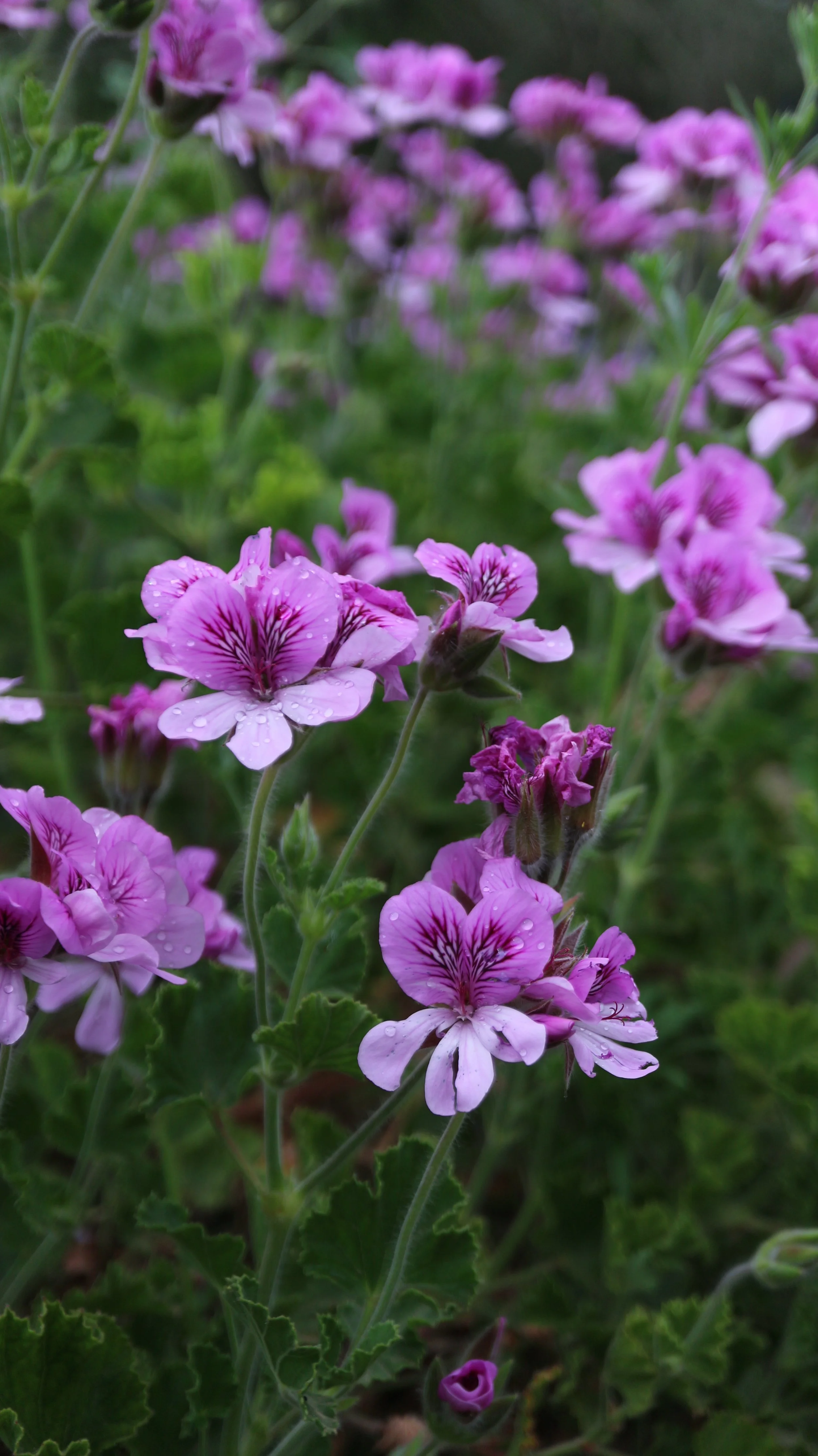 Pelargonium capitatum CV / Geraniaceae / South Africa