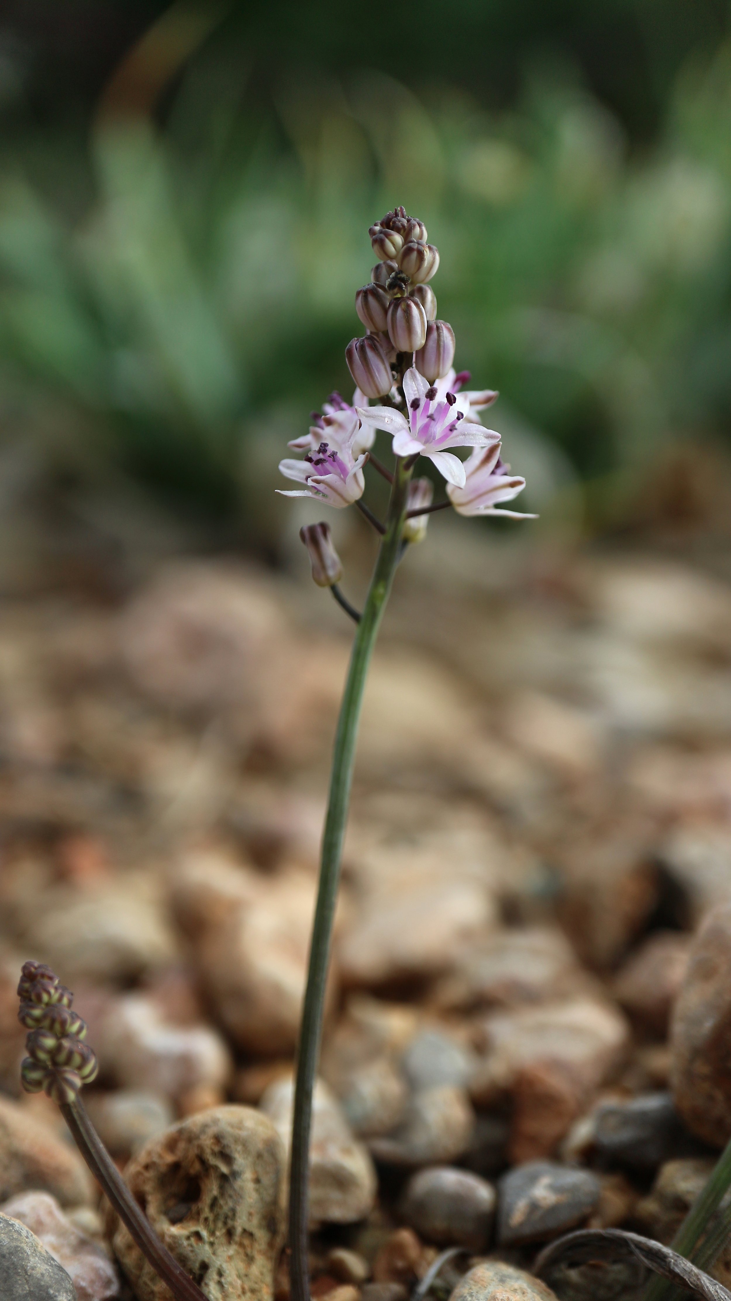 Prospero obtusifolium (ex Eivissa) / Scilloideae / Mediterranean Region