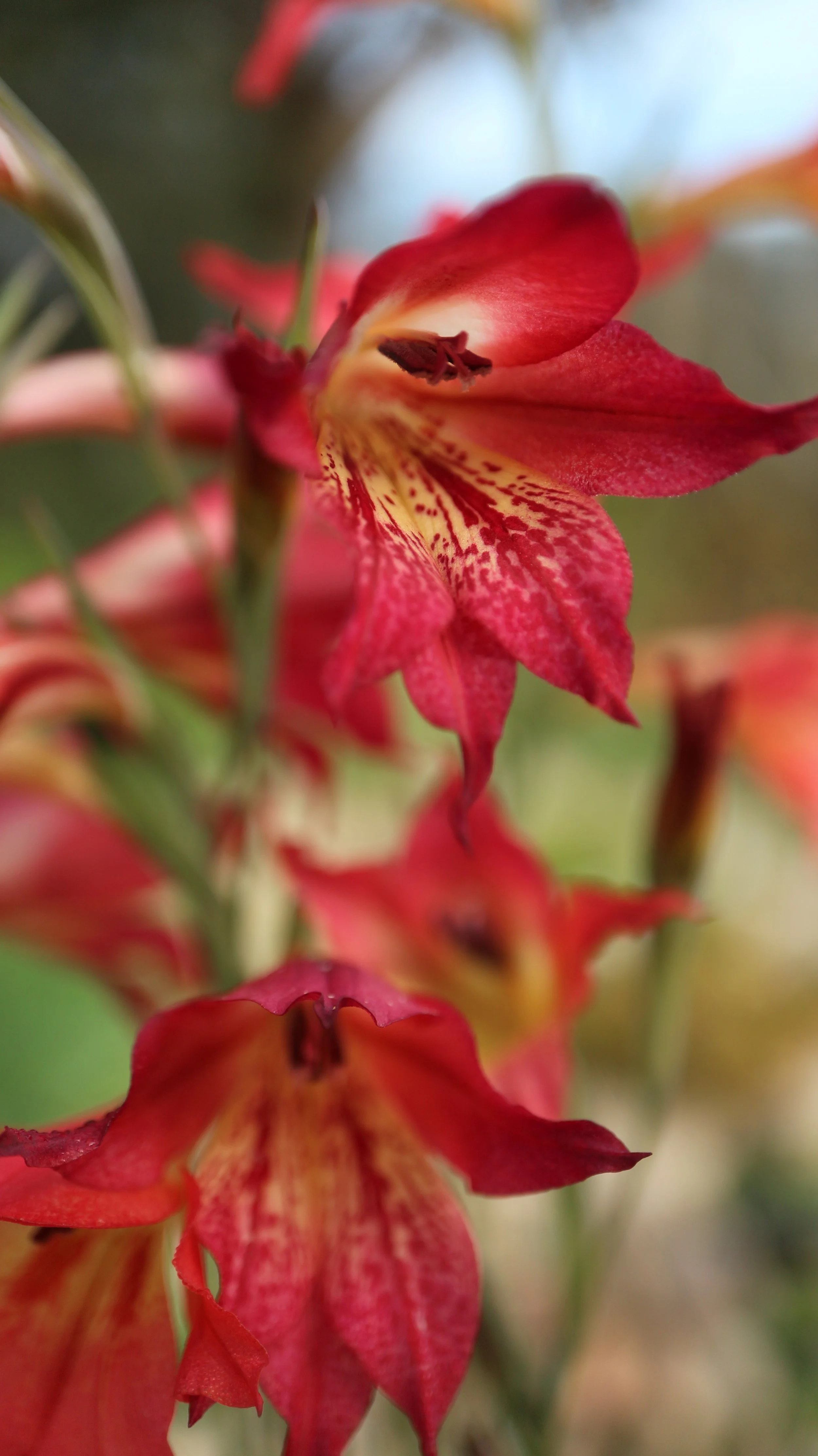 Gladiolus maculatus x priorii (wild cross) / Iridaceae / SW Cape, South Africa