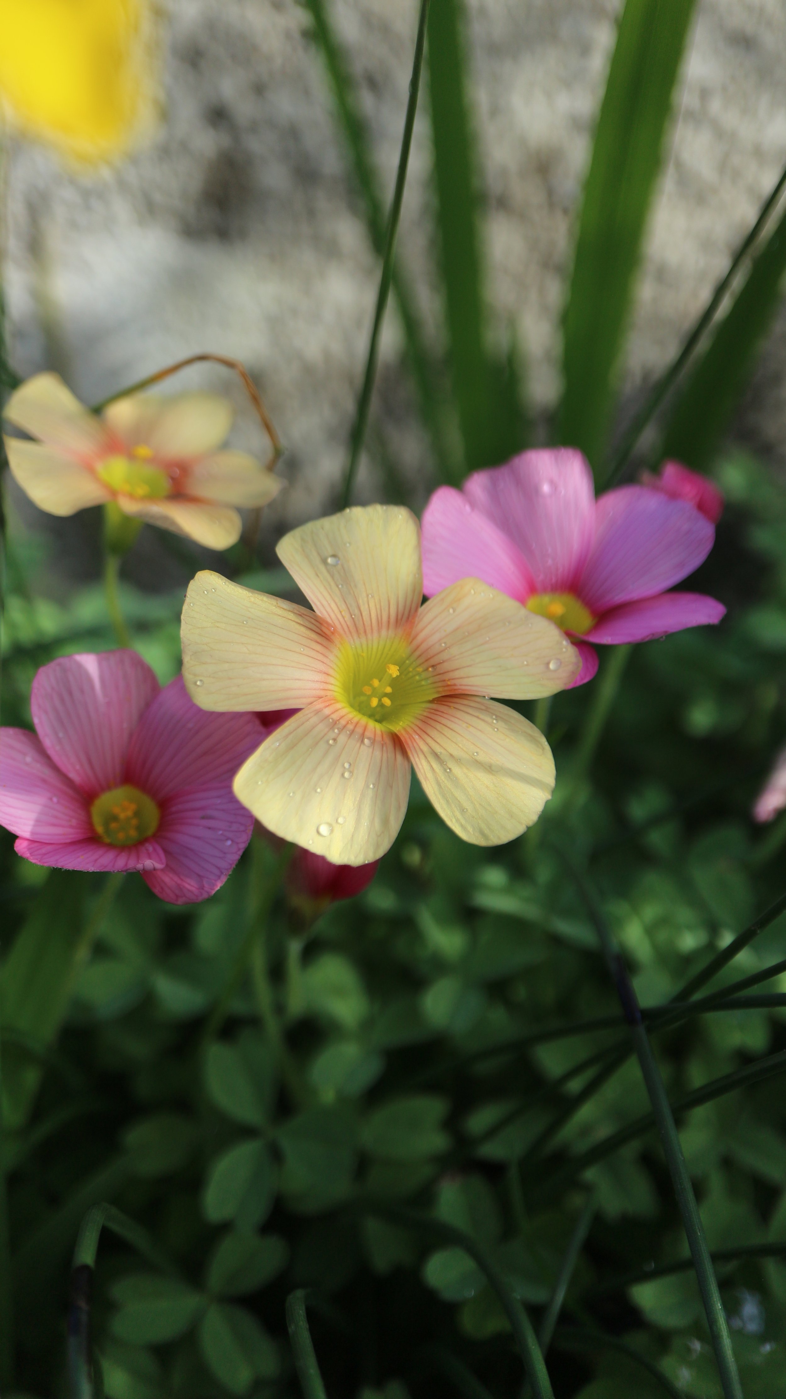 Oxalis obtusa / Oxalidaceae / SW Cape, South Africa