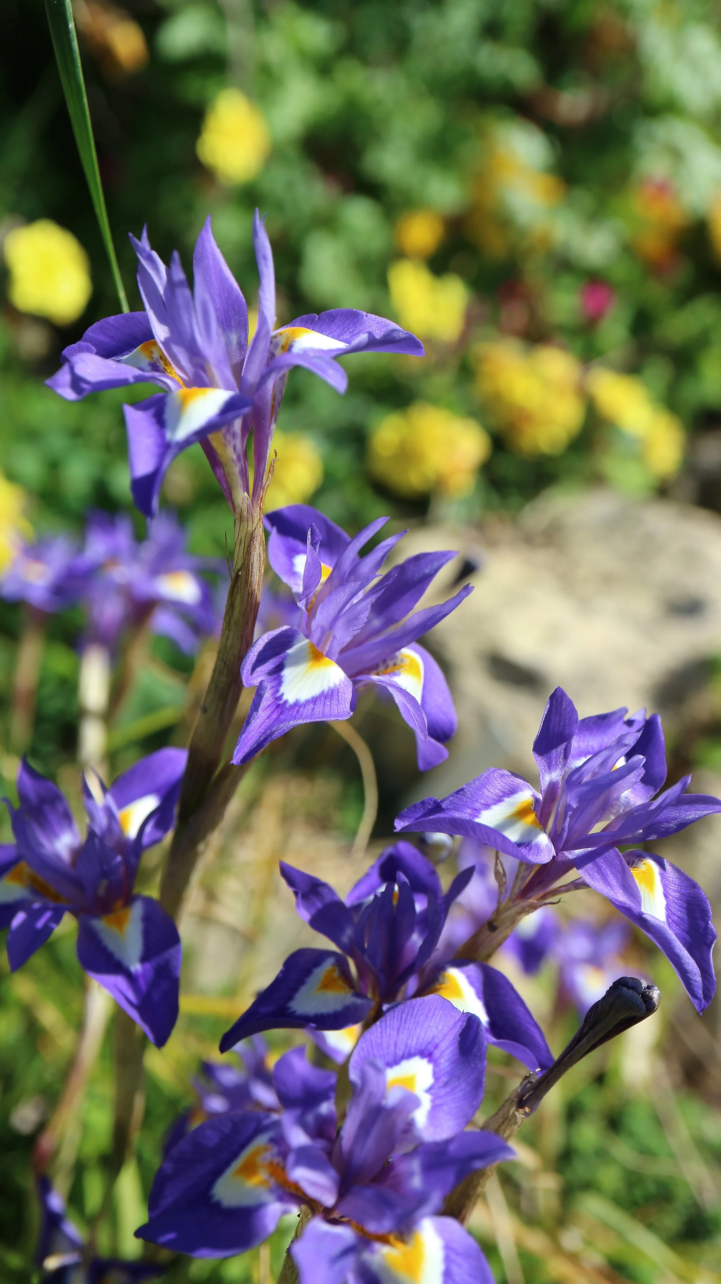 Moraea sisyrhinchium (ex Madrid) / Iridaceae / Mediterranean Region