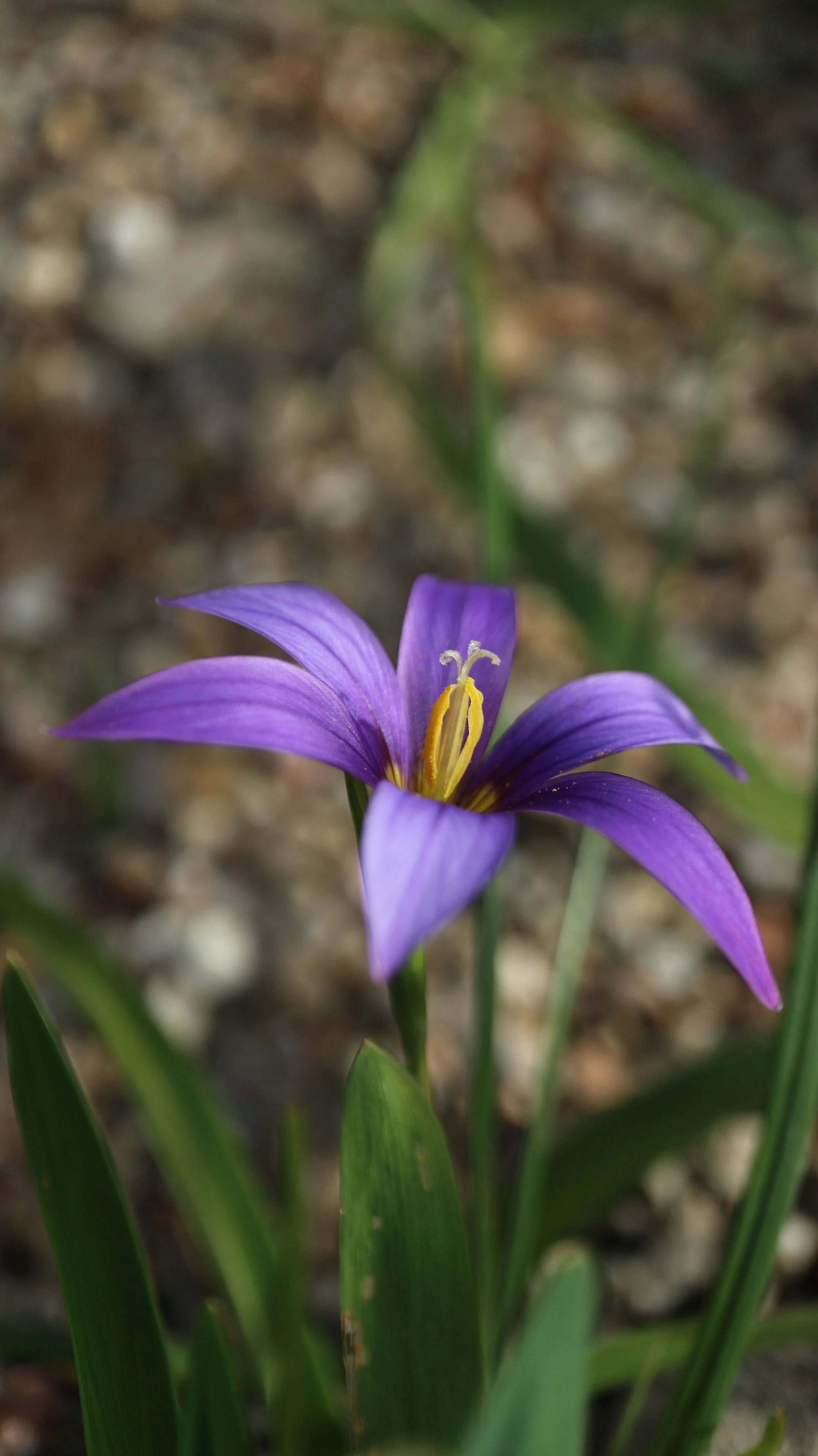 Romulea grandiscapa / Iridaceae / Canary islands