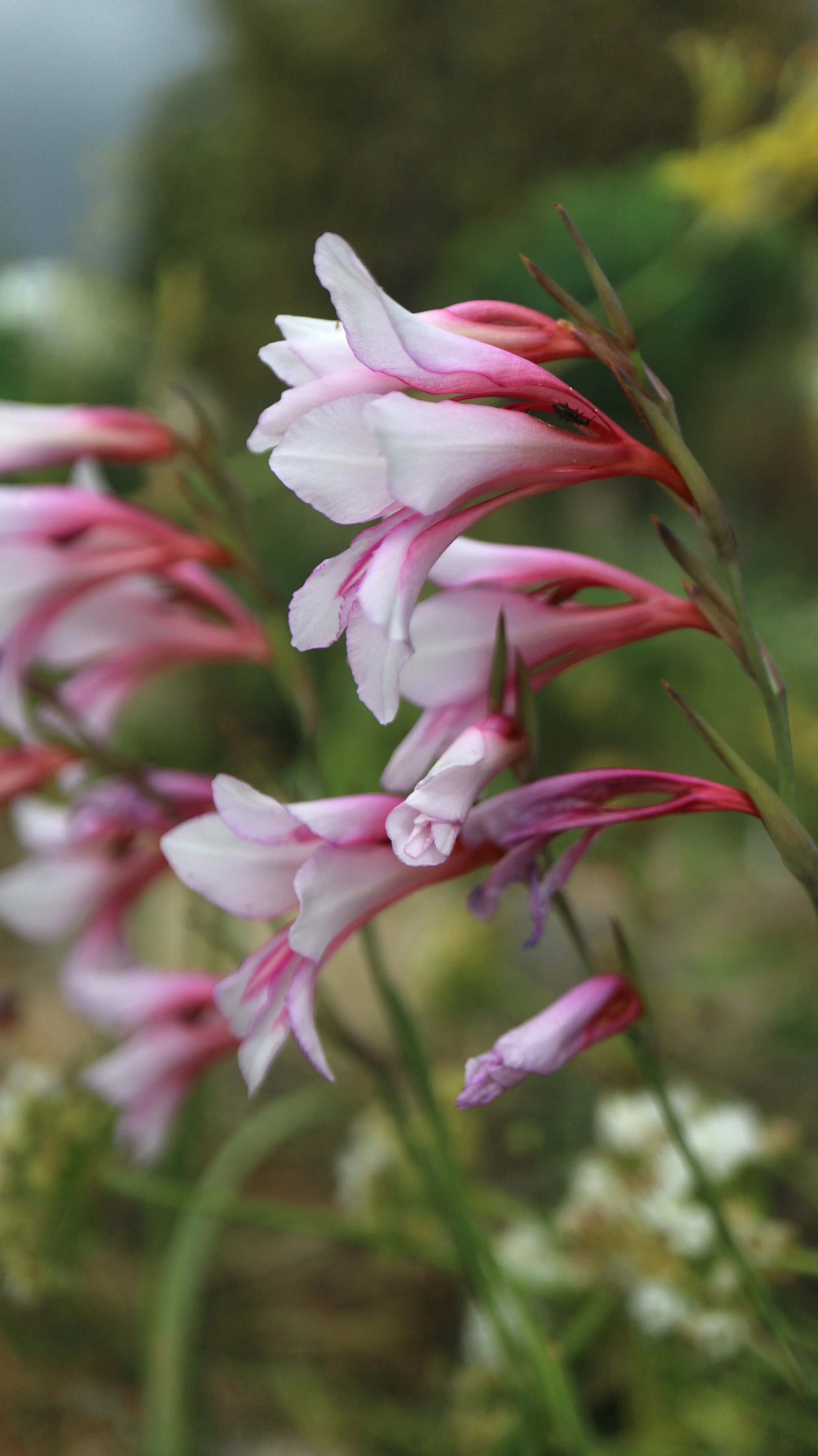 Gladiolus communis - light pink  (ex Mallorca) / Iridaceae / Mediterranean Region