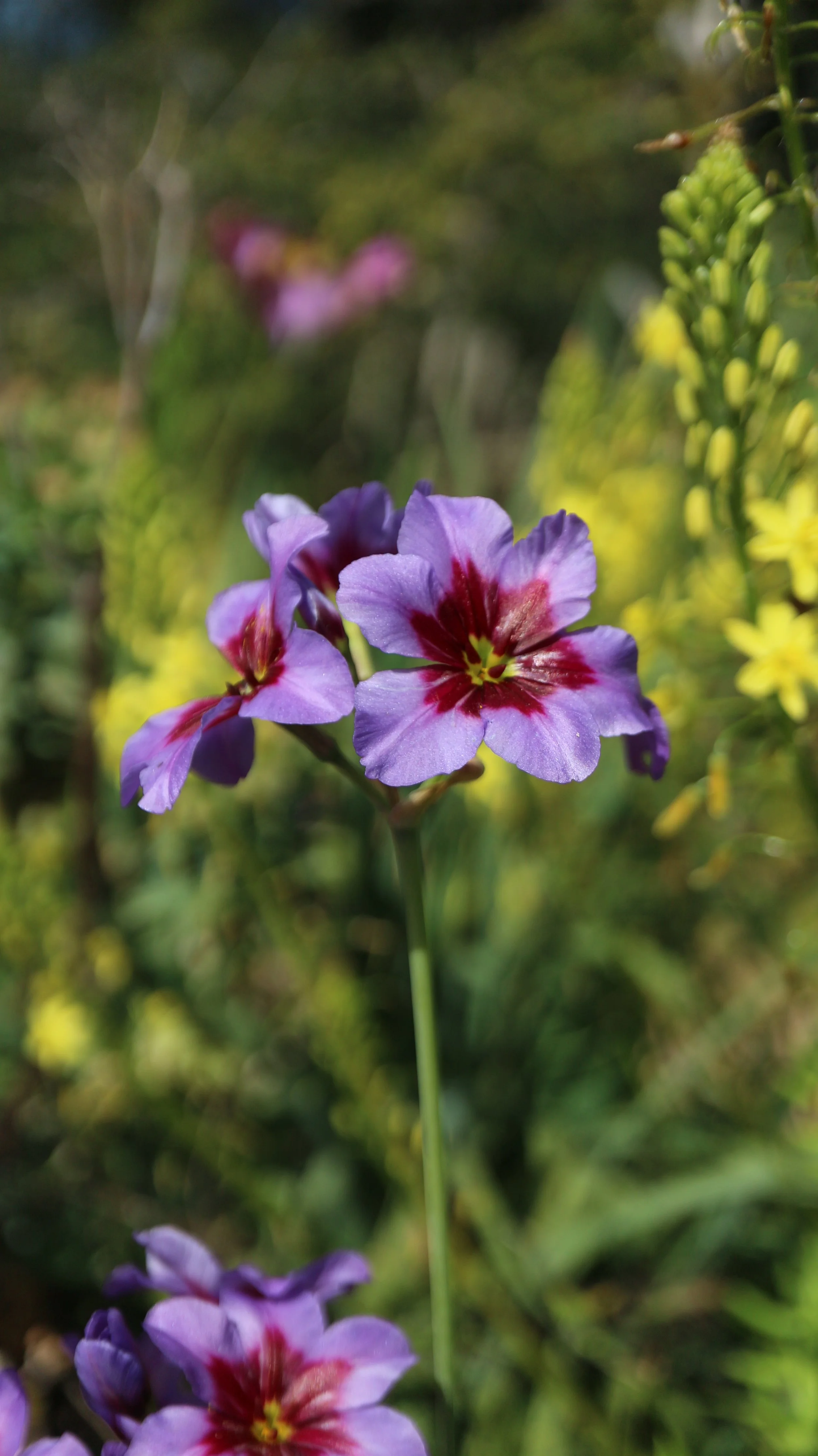 Leucocoryne purpurea 'Andes' / Allioideae / C Chile