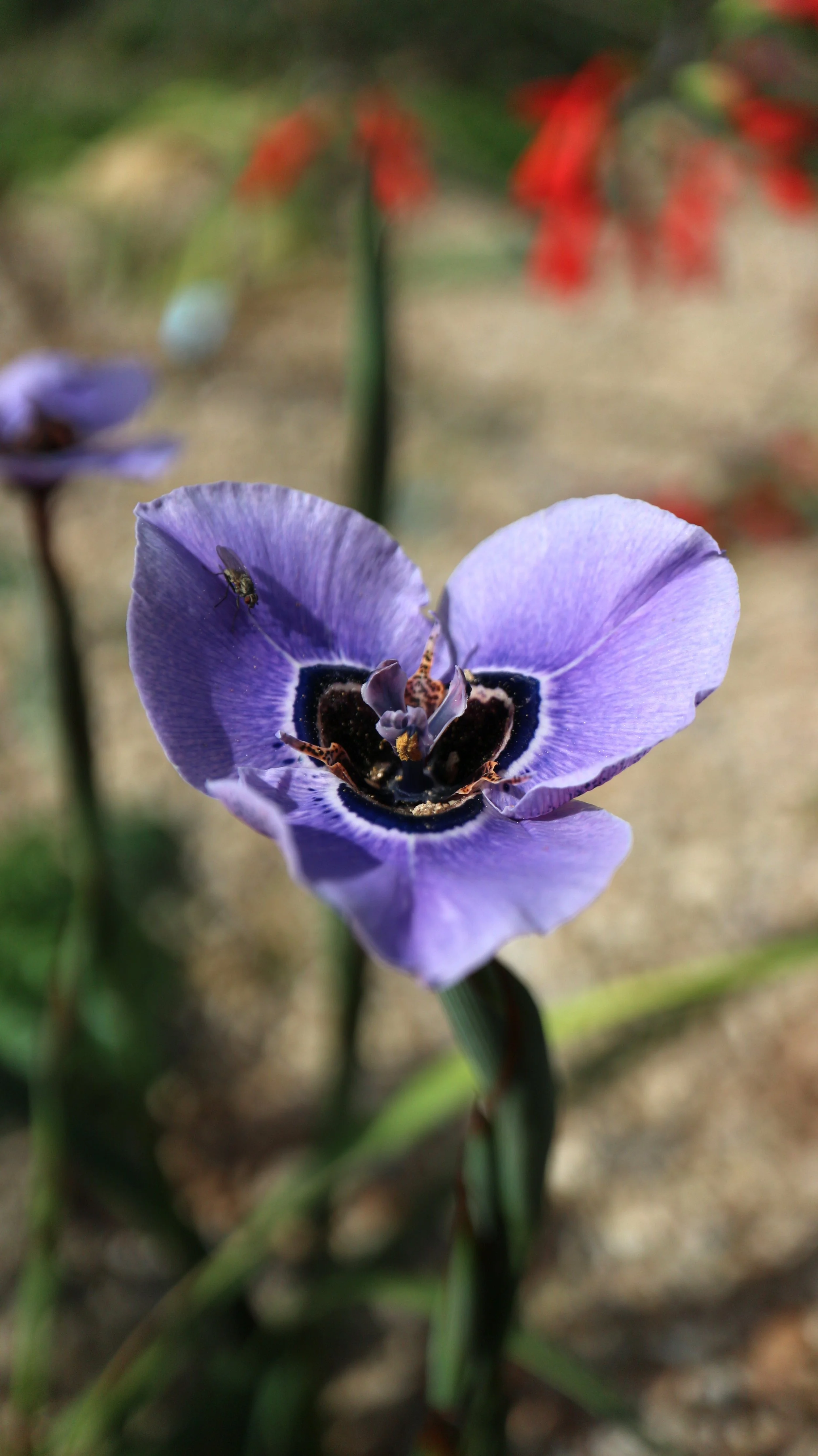 Moraea aristata x gigandra / Iridaceae / SW Cape, South Africa