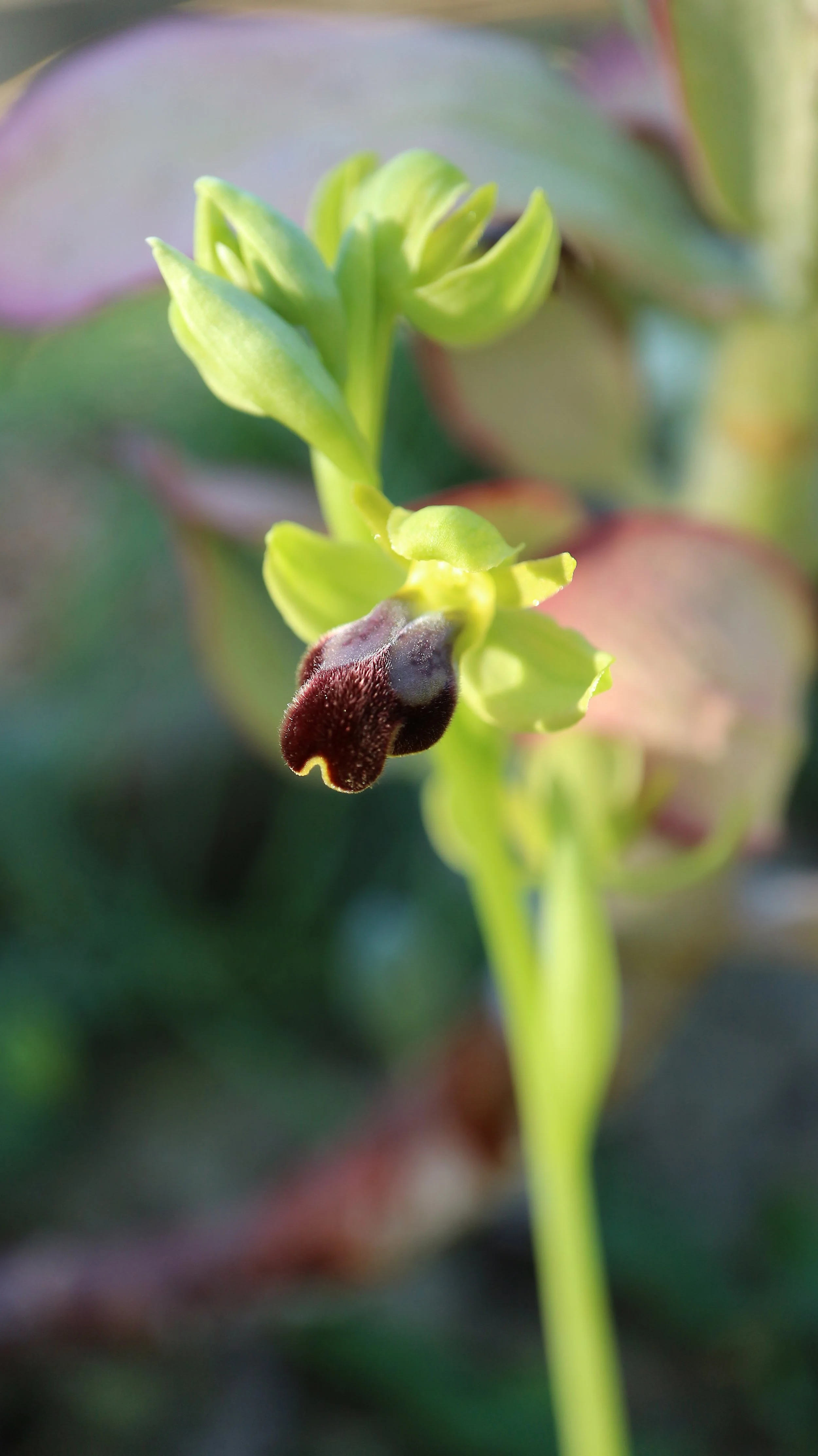 Ophrys lupercalis (ex Mallorca) / Orchidaceae / Mediterranean Region