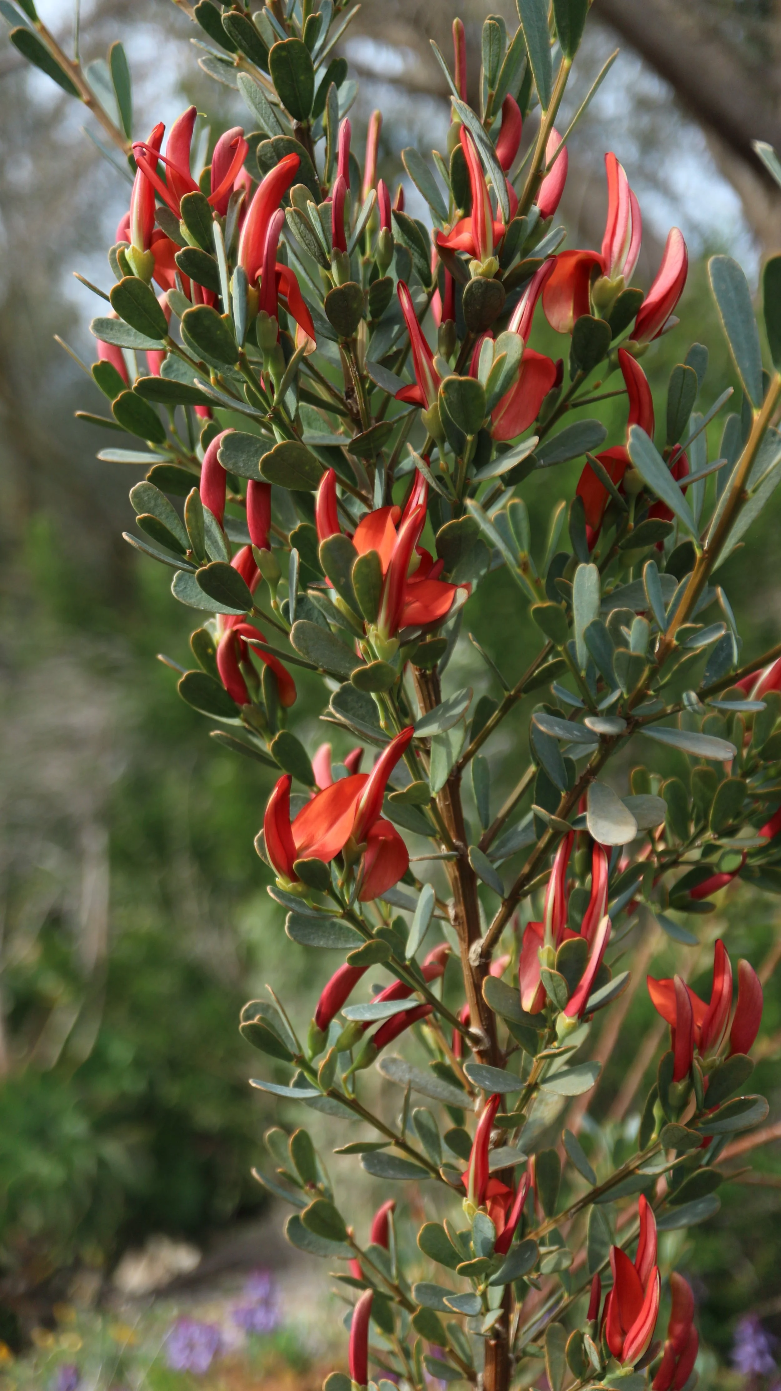 Templetonia retusa / Fabaceae / W Australia