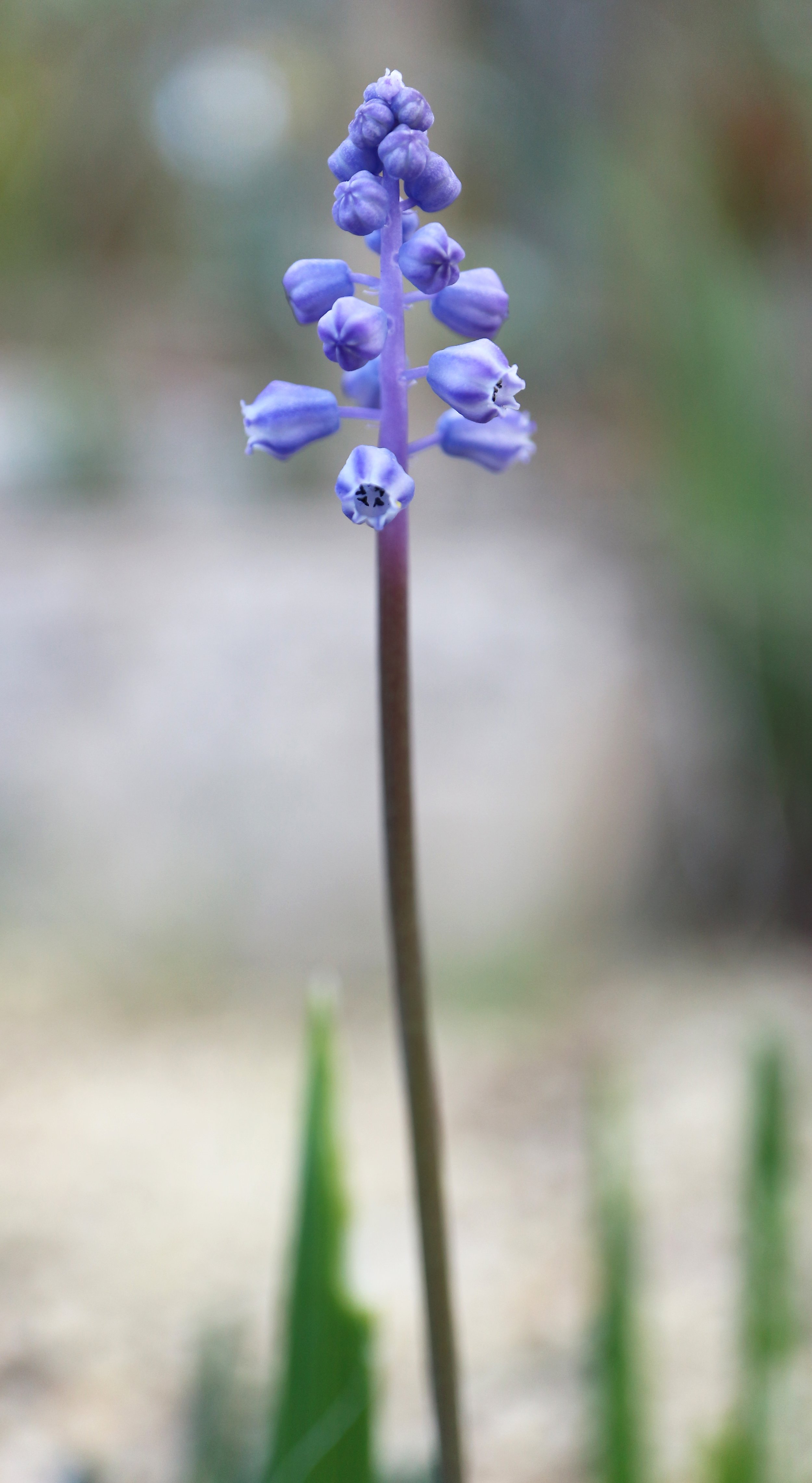 Muscari parviflorum (ex Mallorca) / Scilloideae / Mediterranean Region