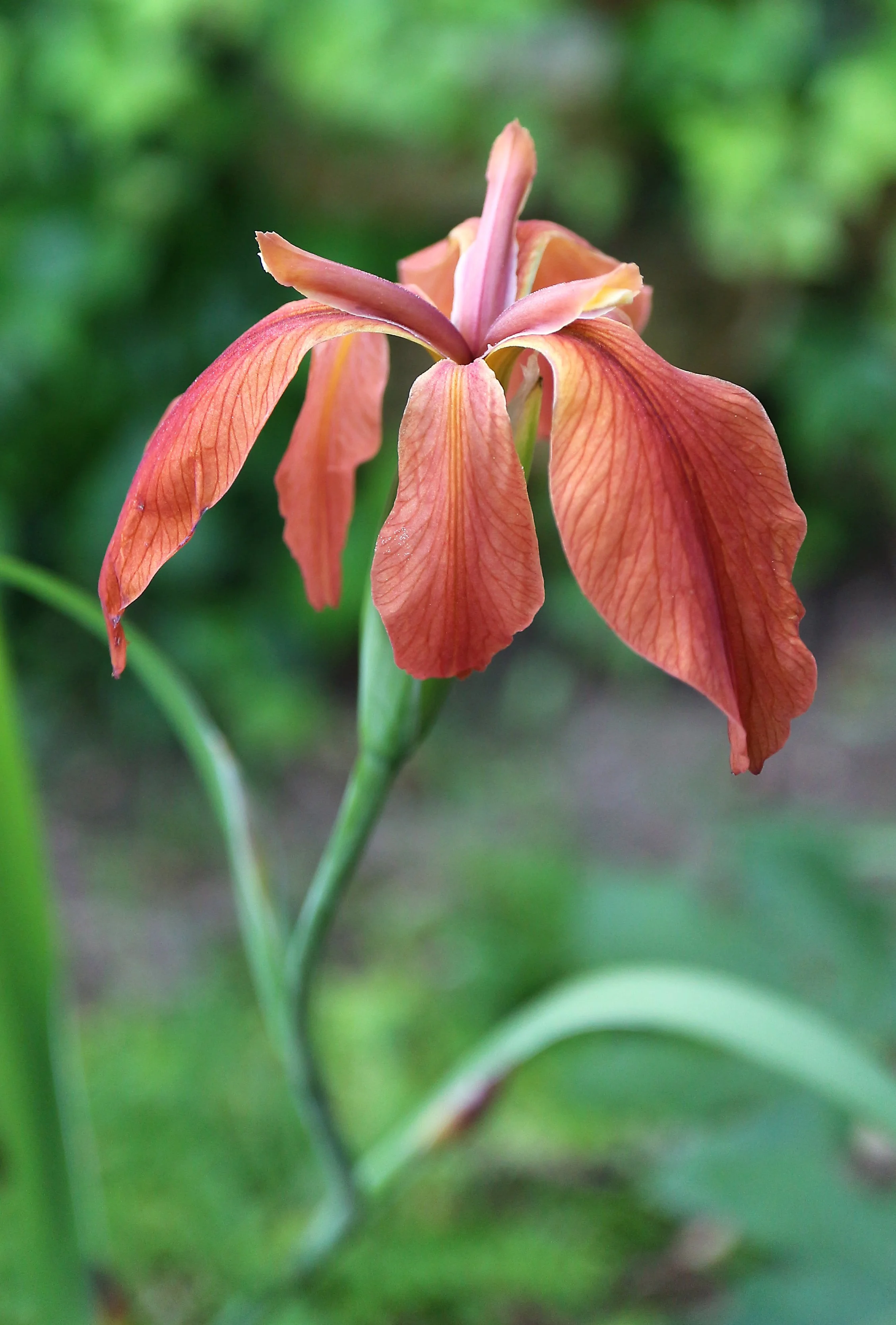 Iris fulva / Iridaceae / S USA