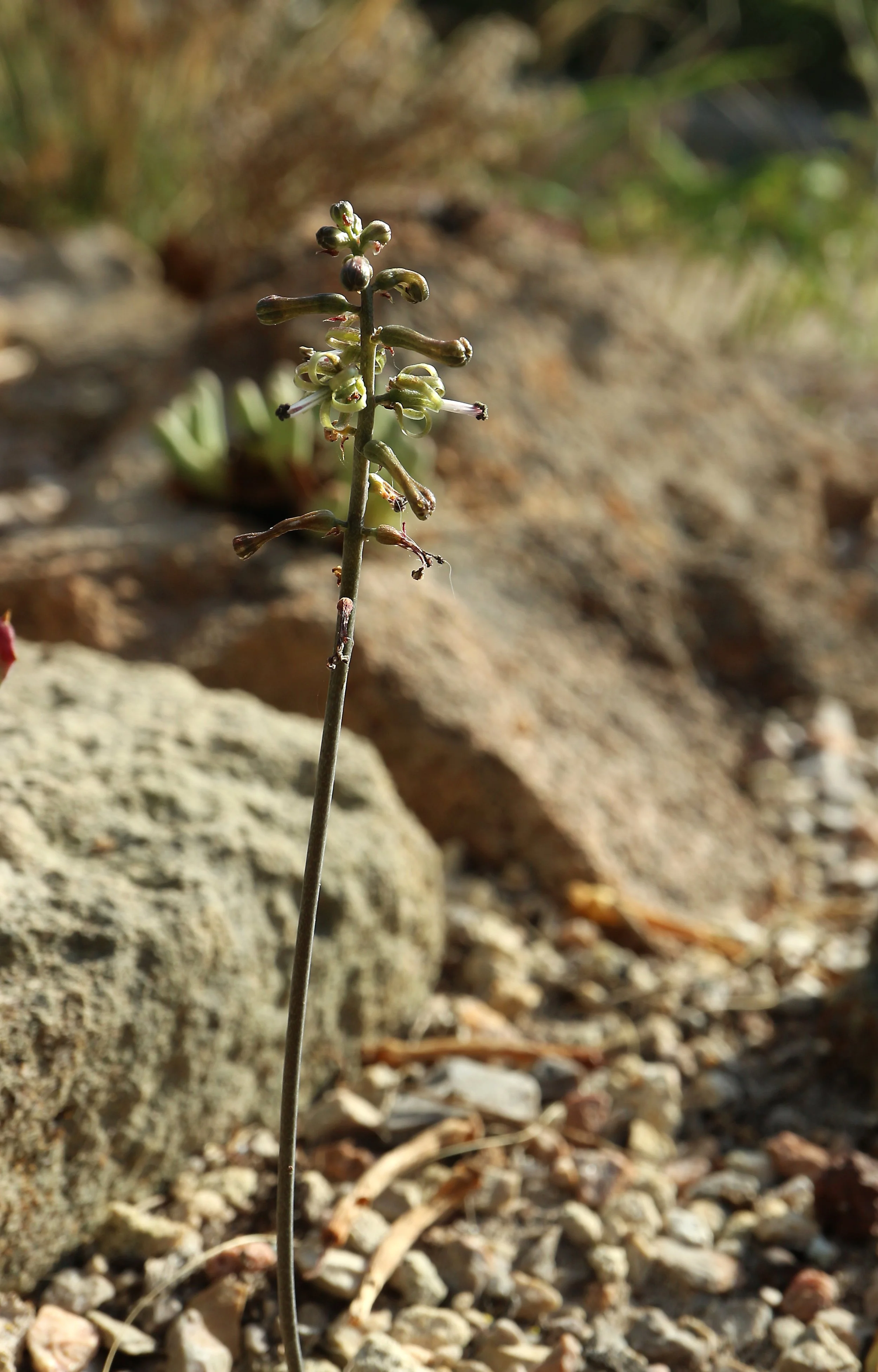Drimia haworthioides / Scilloideae / S Africa
