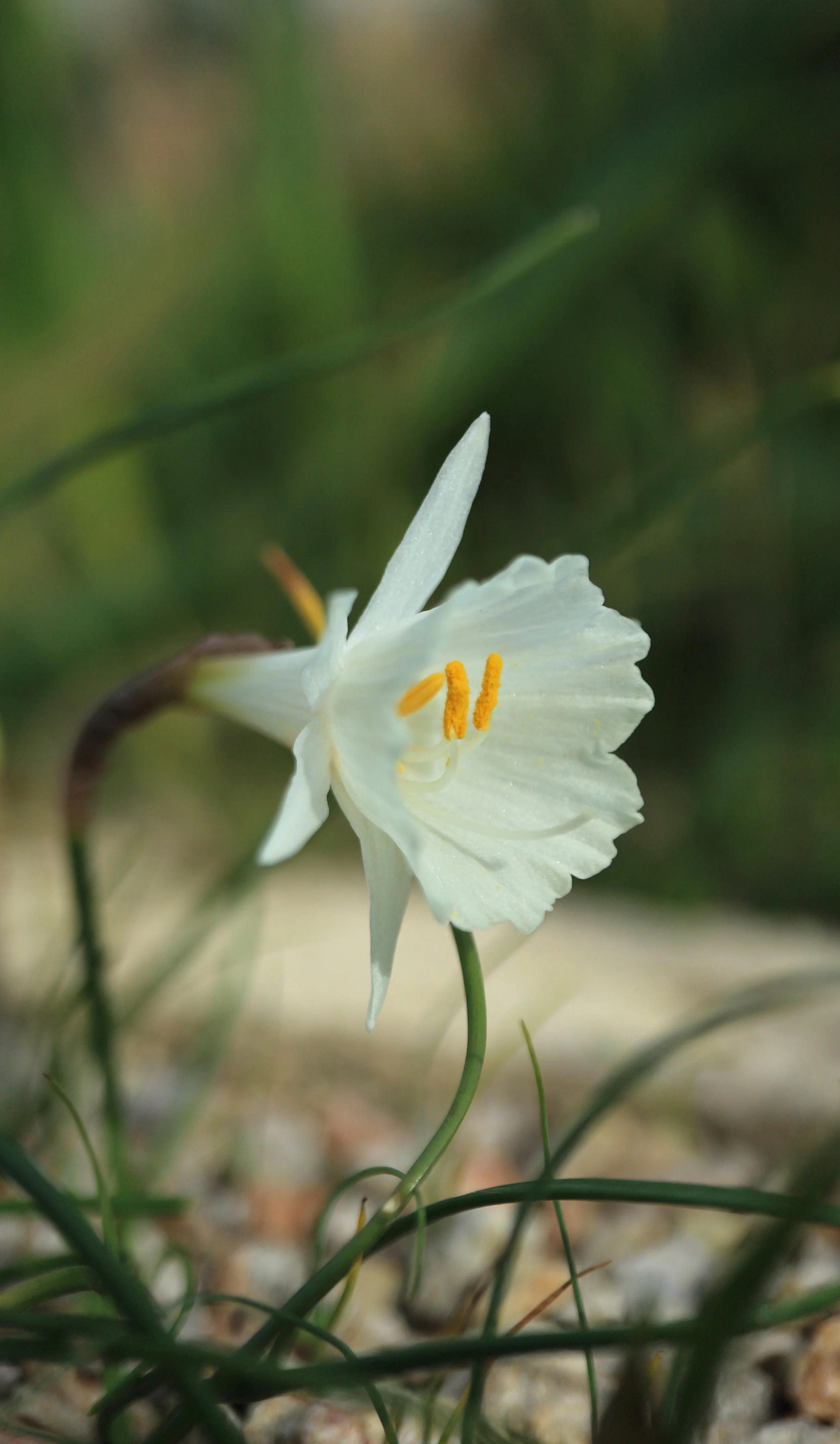 Narcissus cantabricus (ex Morocco) / Amaryllidaceae / Iberian Peninsula, Morocco