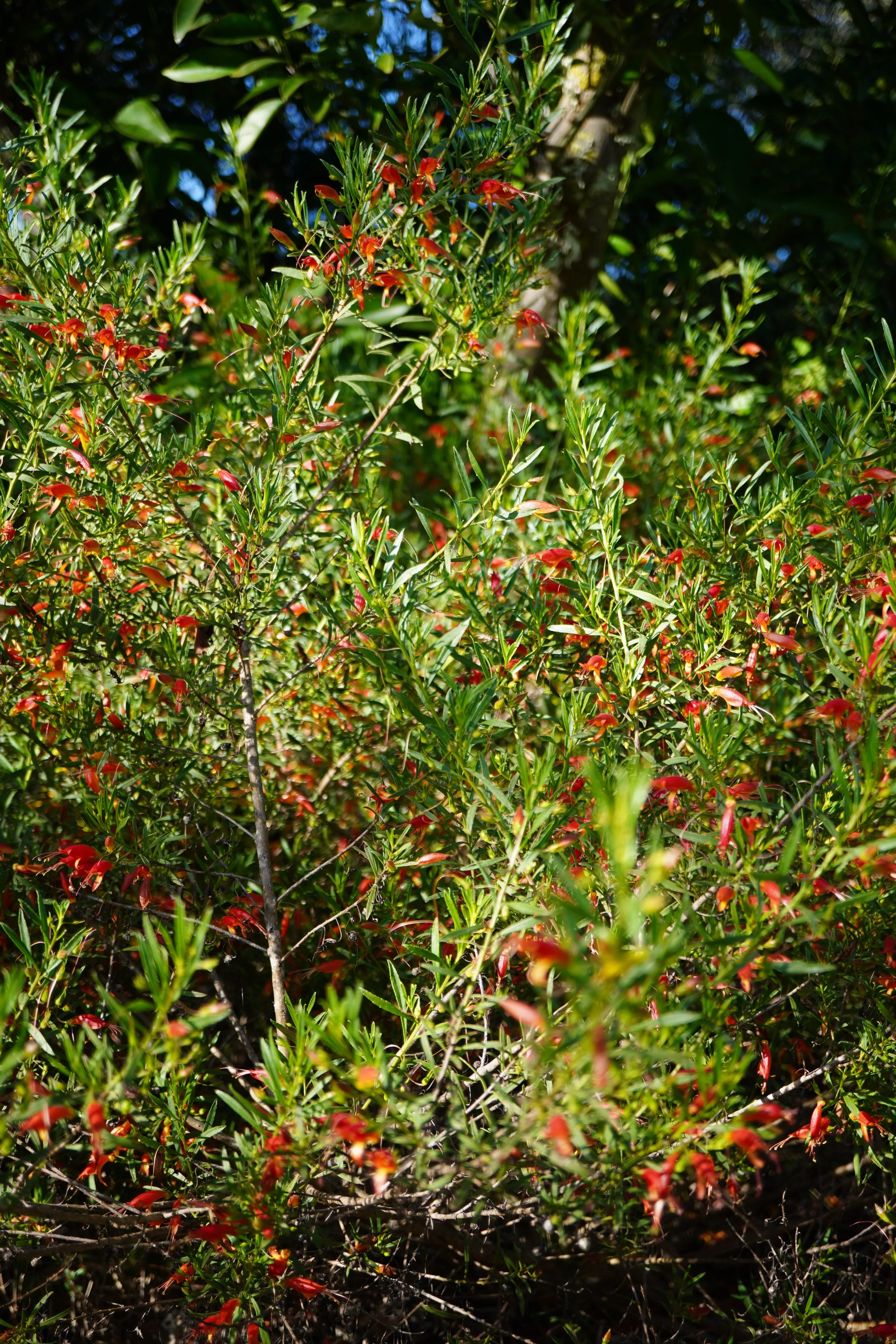 Eremophila maculata / Scrophulariaceae / Australia