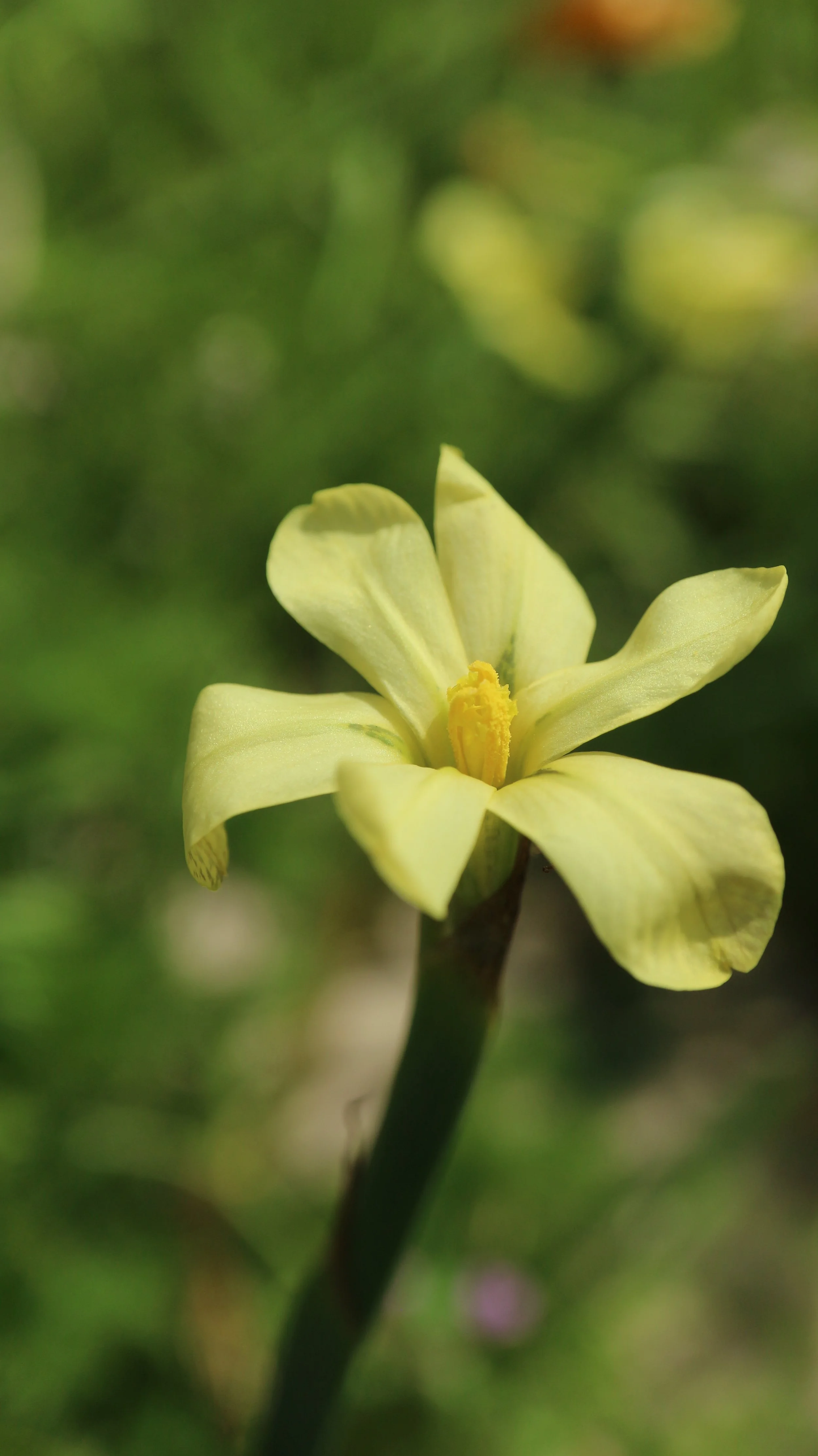 Moraea britteniae / Iridaceae / SW Cape, South Africa