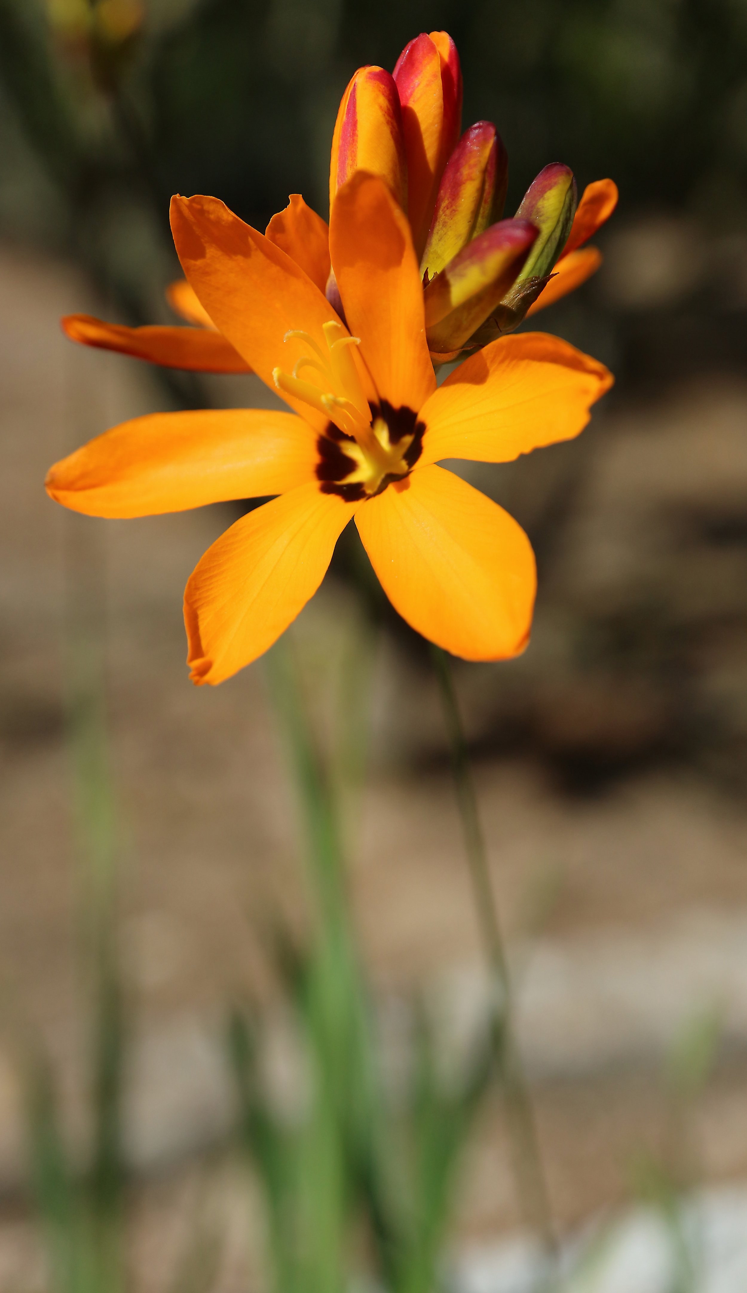 Ixia maculata 2.jpg