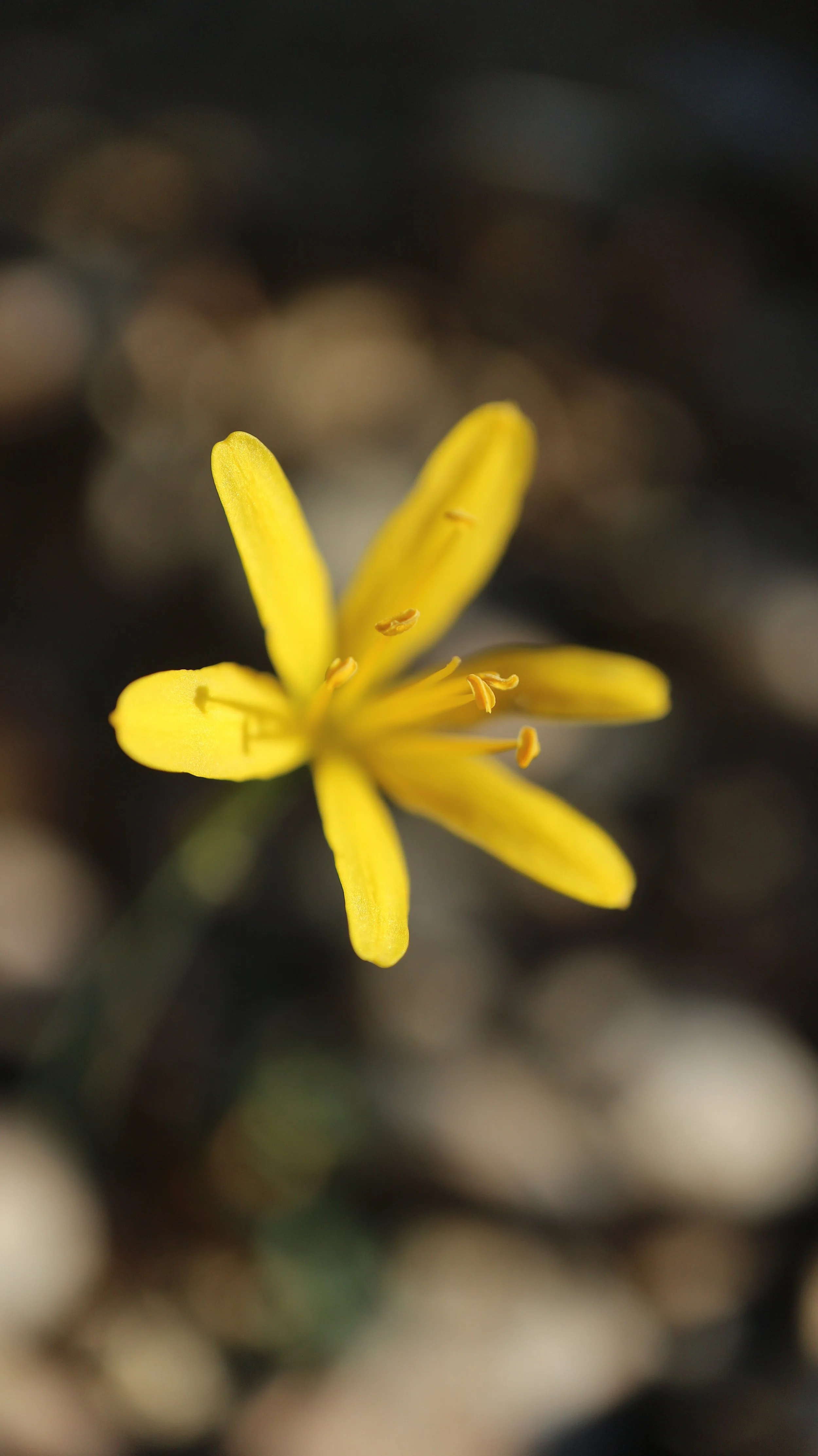 Narcissus cavanillesii / Amaryllidaceae / S Iberian Peninsula, Morocco
