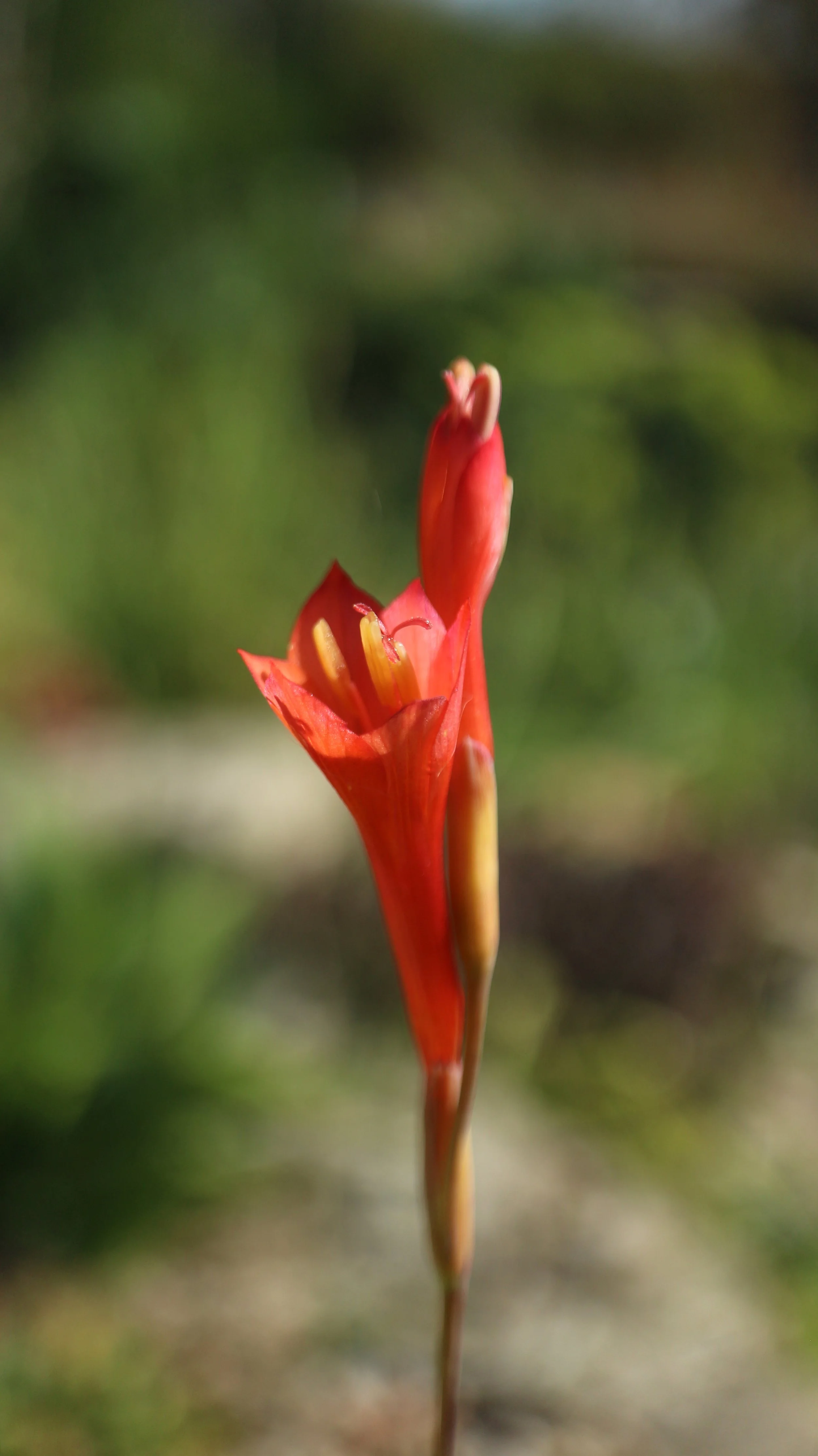 Gladiolus bonaspei / Iridaceae / Cape Peninsula, SW Cape, South africa