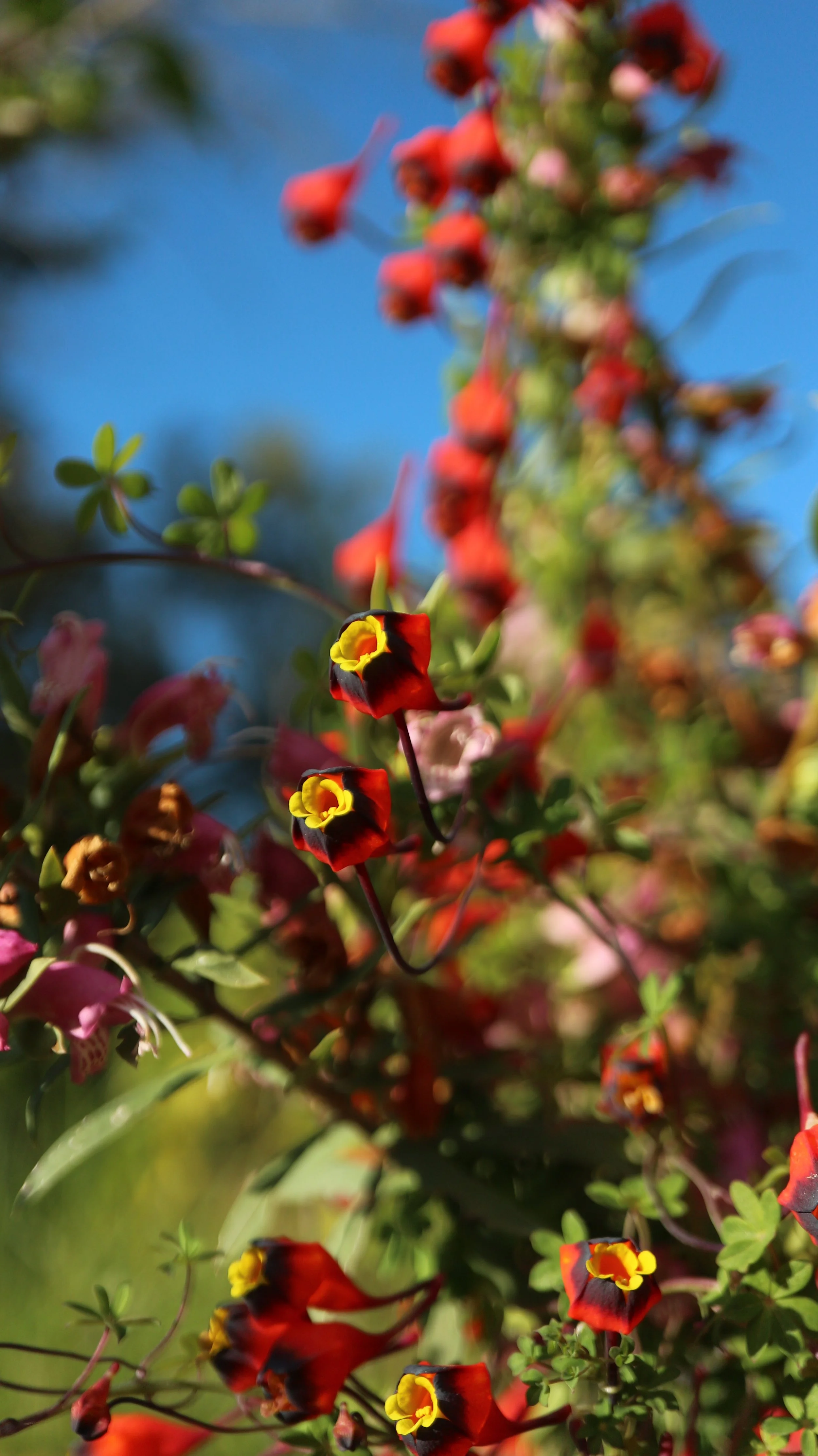 Tropaeolum tricolor / Tropaeolaceae / C Chile