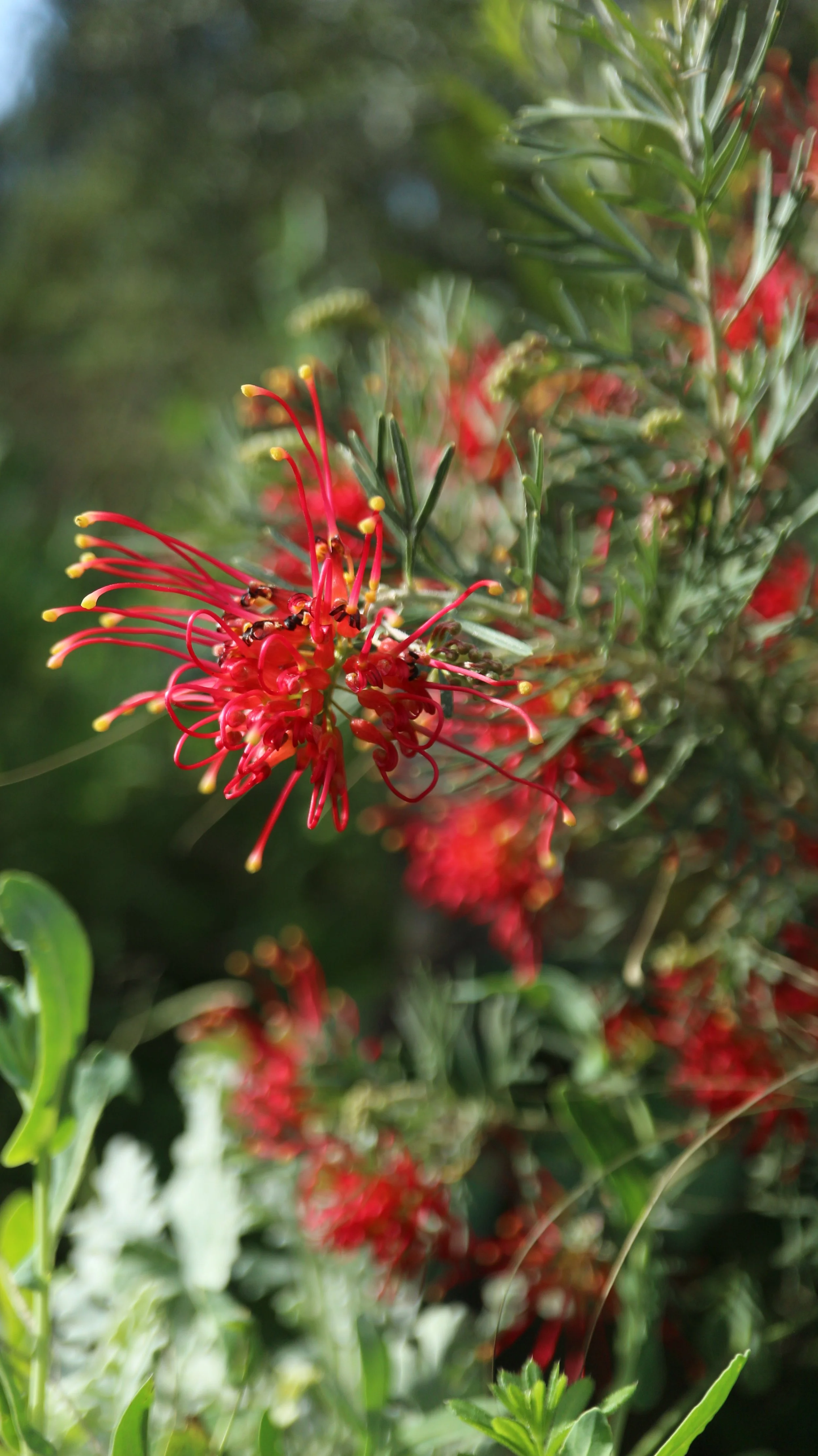 Grevillea 'Wimpara Gem' / Proteaceae / Australia