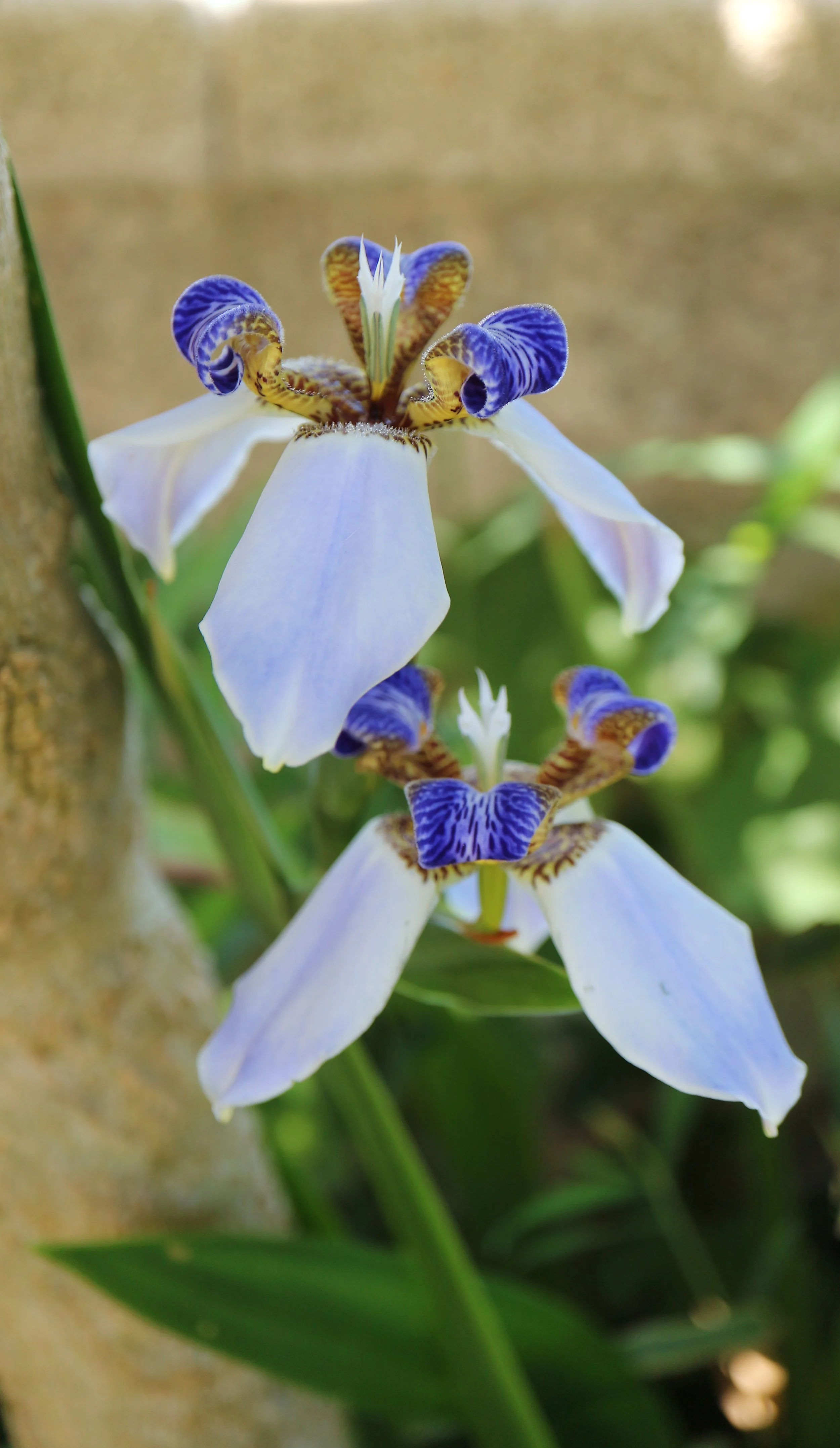 Neomarica fluminensis / Iridaceae / Brazil