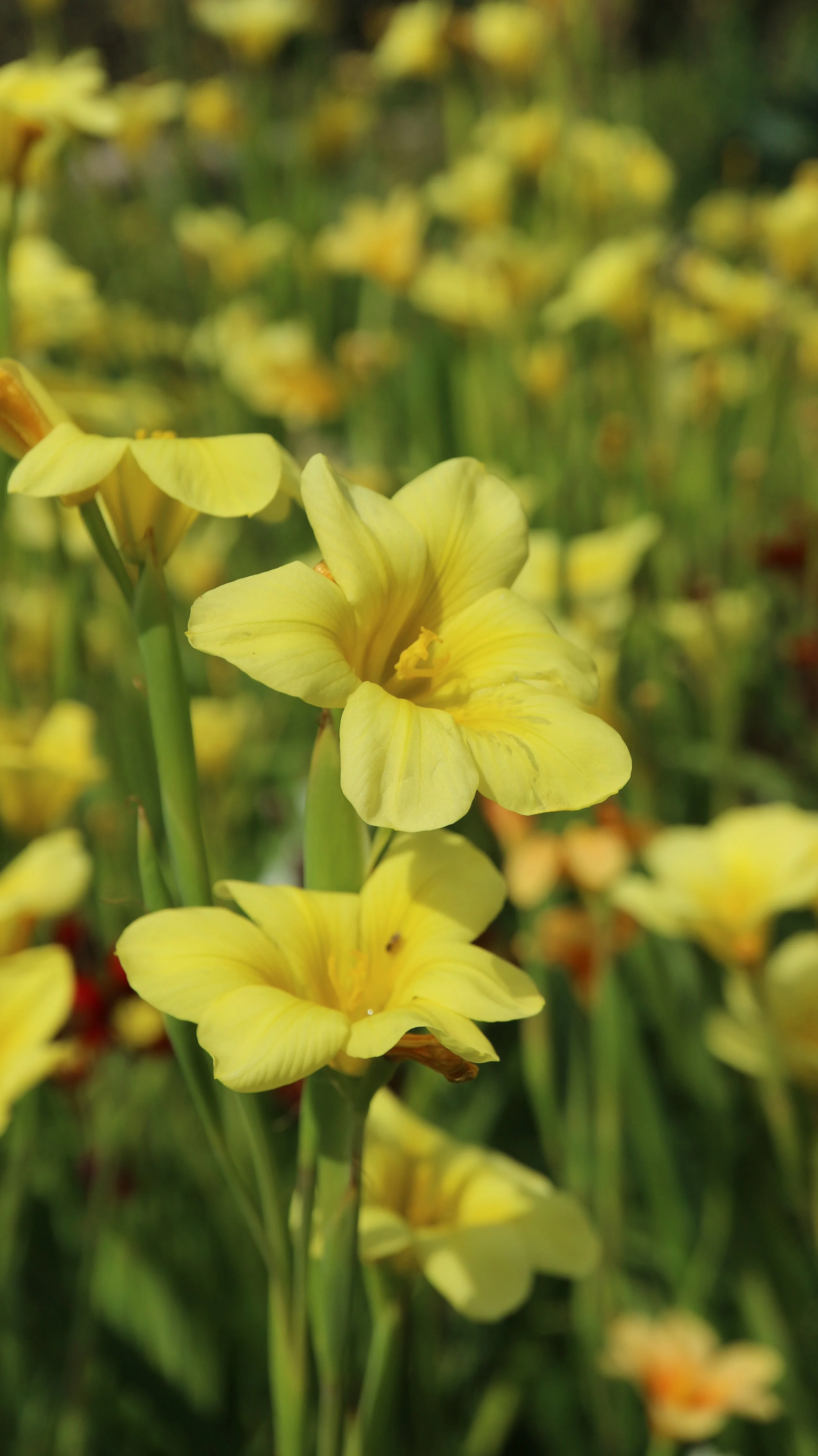 Moraea ochroleuca (ex Hottentots Holland) / Iridaceae / SW Cape, South Africa