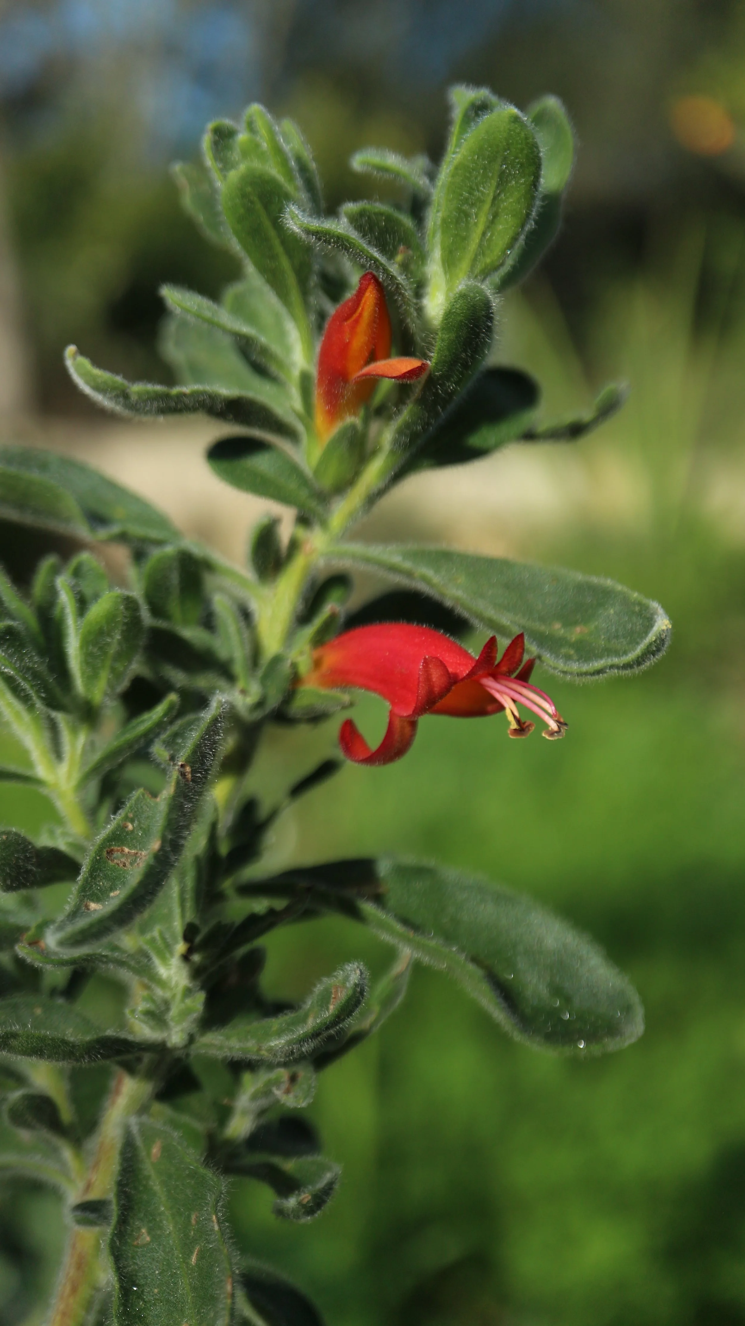 Eremophila rubra / Scrophulariaceae / Australia