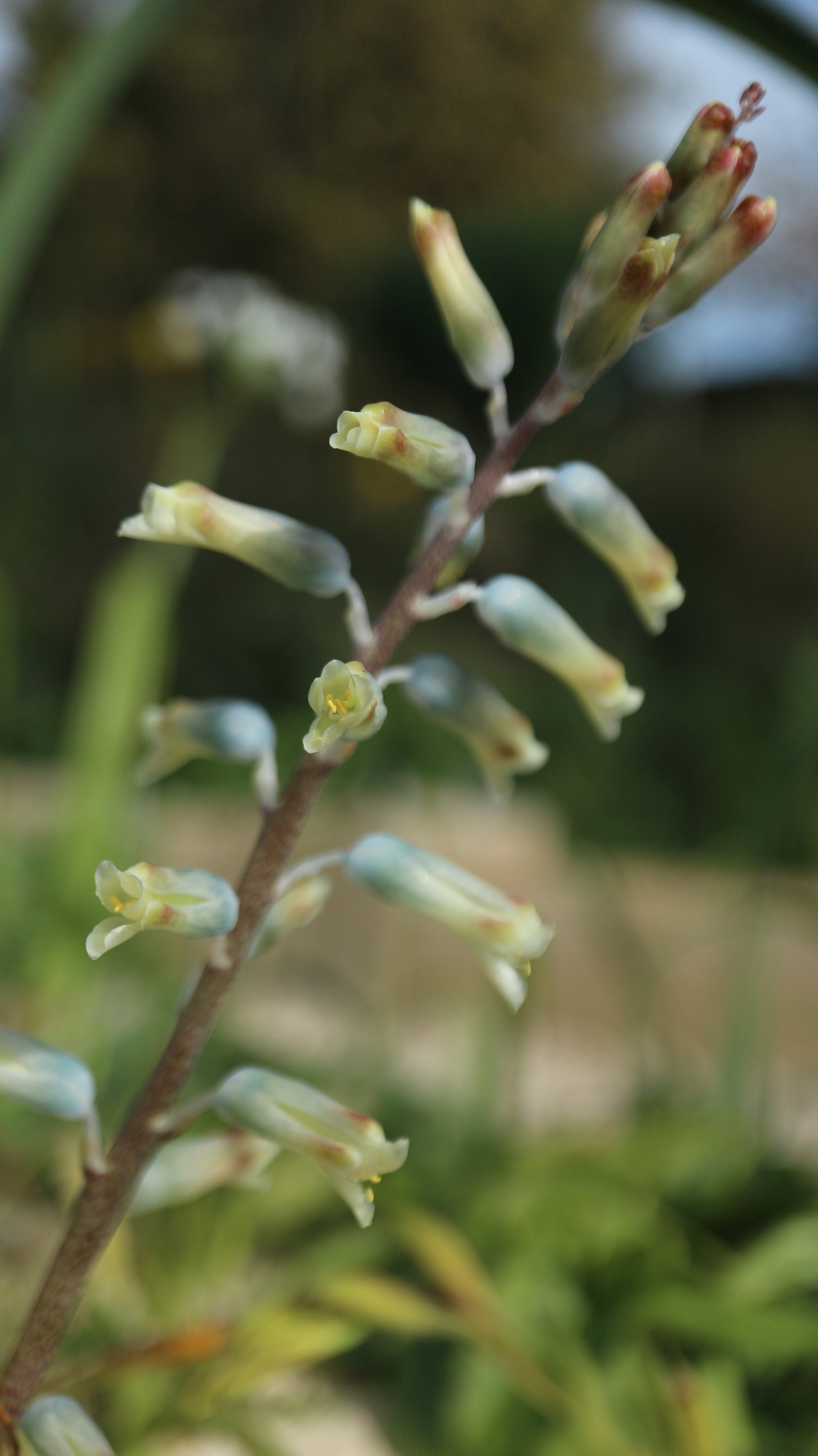 Lachenalia uniflora / Scilloideae / SW Cape, South Africa