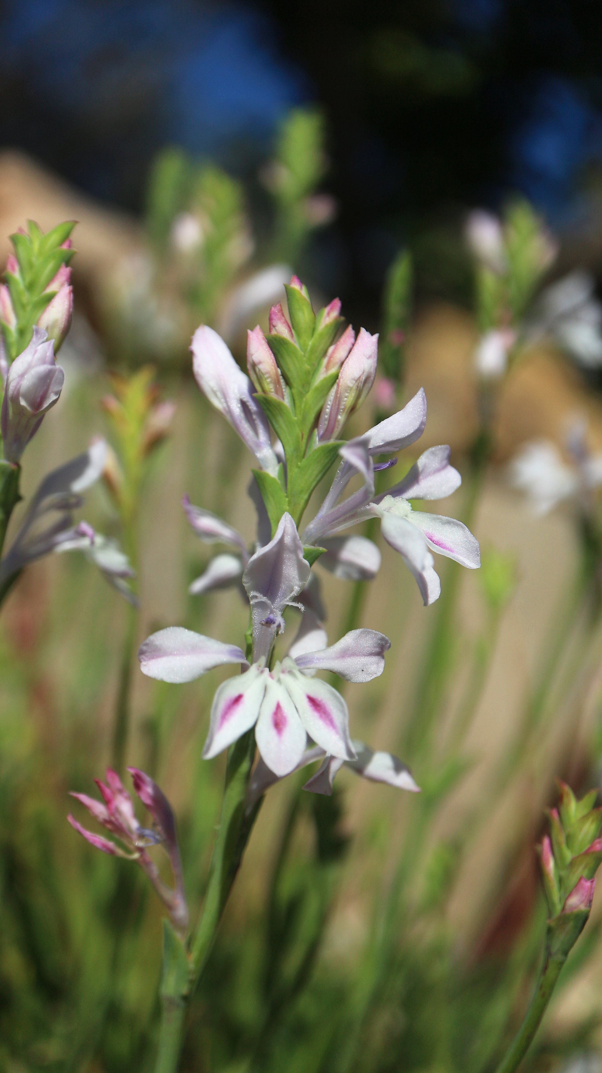 Lapeirousia divaricata / Iridaceae / W Cape, South Africa