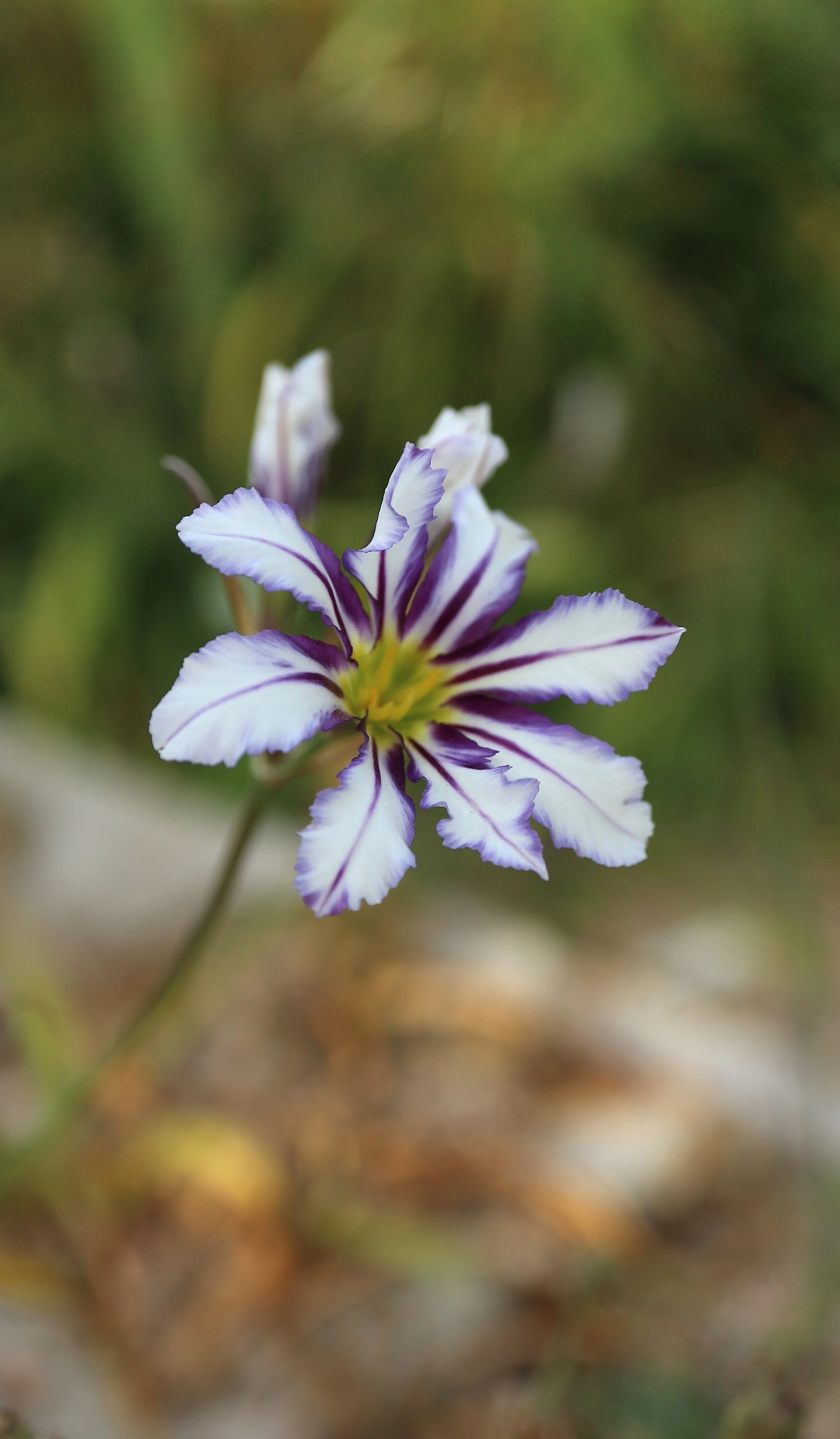 Leucocoryne vittata cv / Allioideae / C Chile