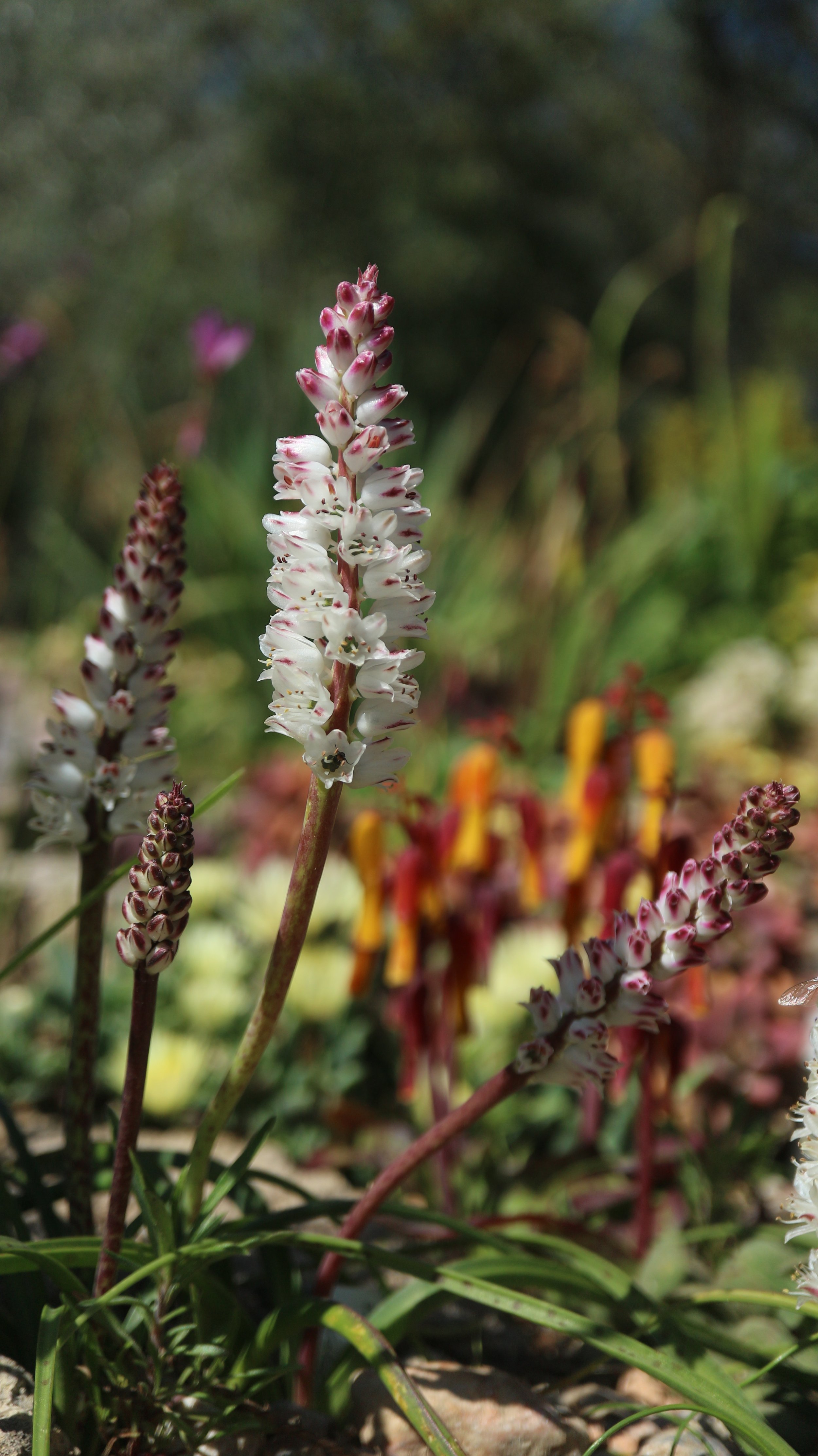 Lachenalia orthropetala / Scilloideae / SW Cape, South Africa