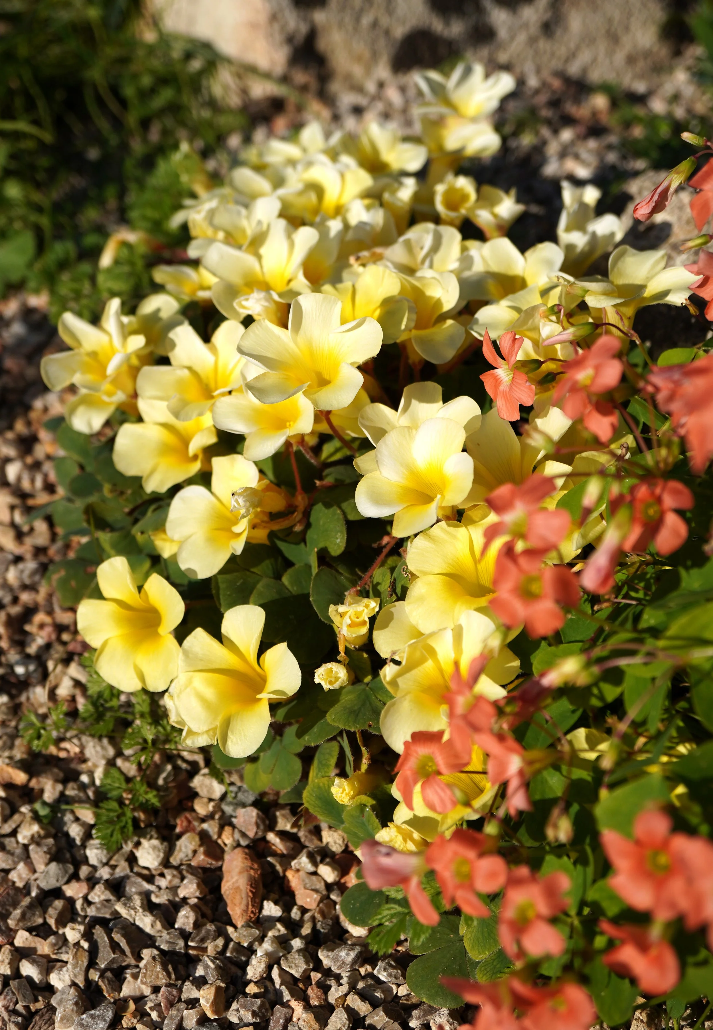 Oxalis luteola var. glauca / Oxalidaceae / SW Cape, South Africa