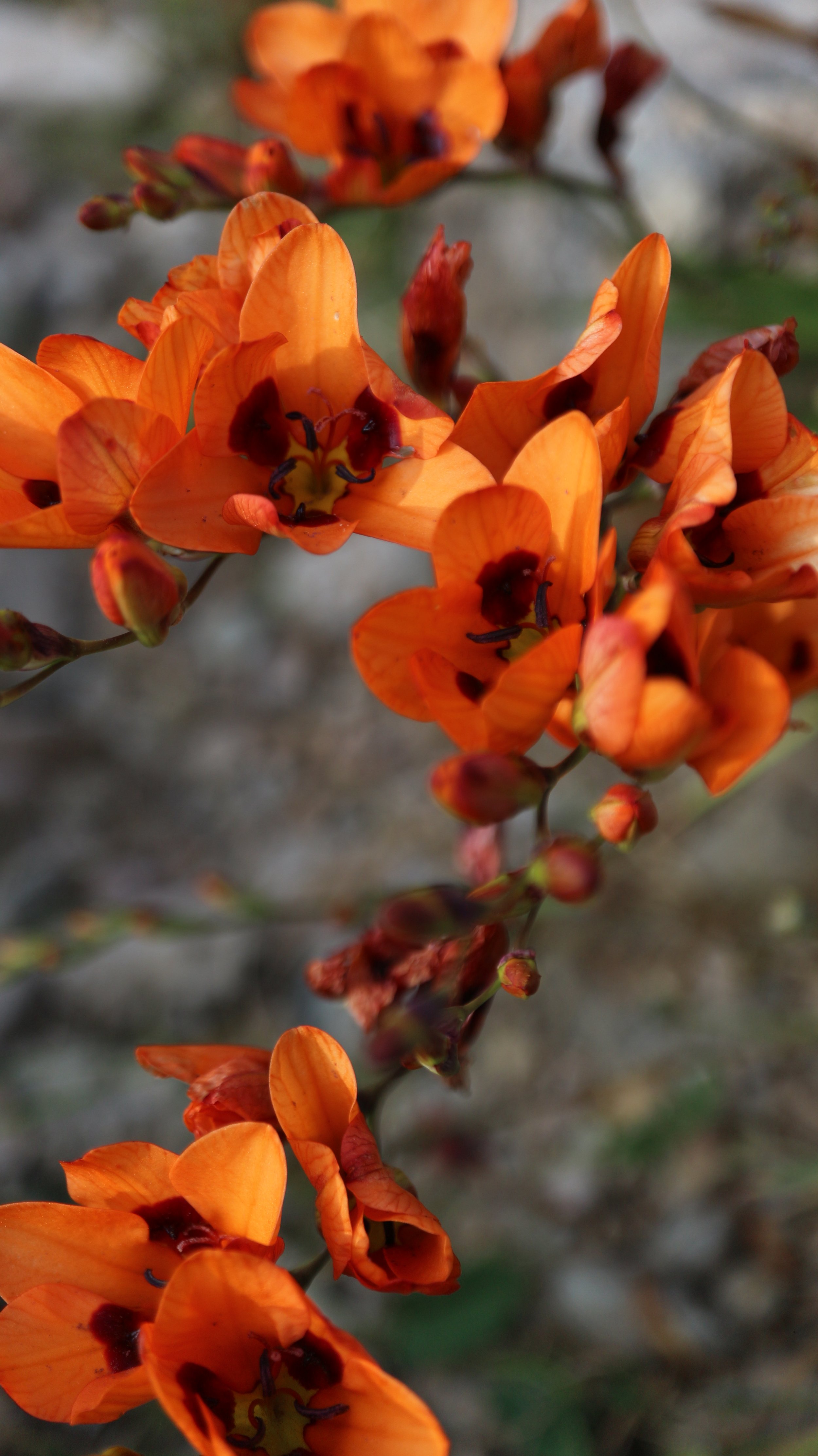 Tritonia deusta / Iridaceae / S Cape, South Africa
