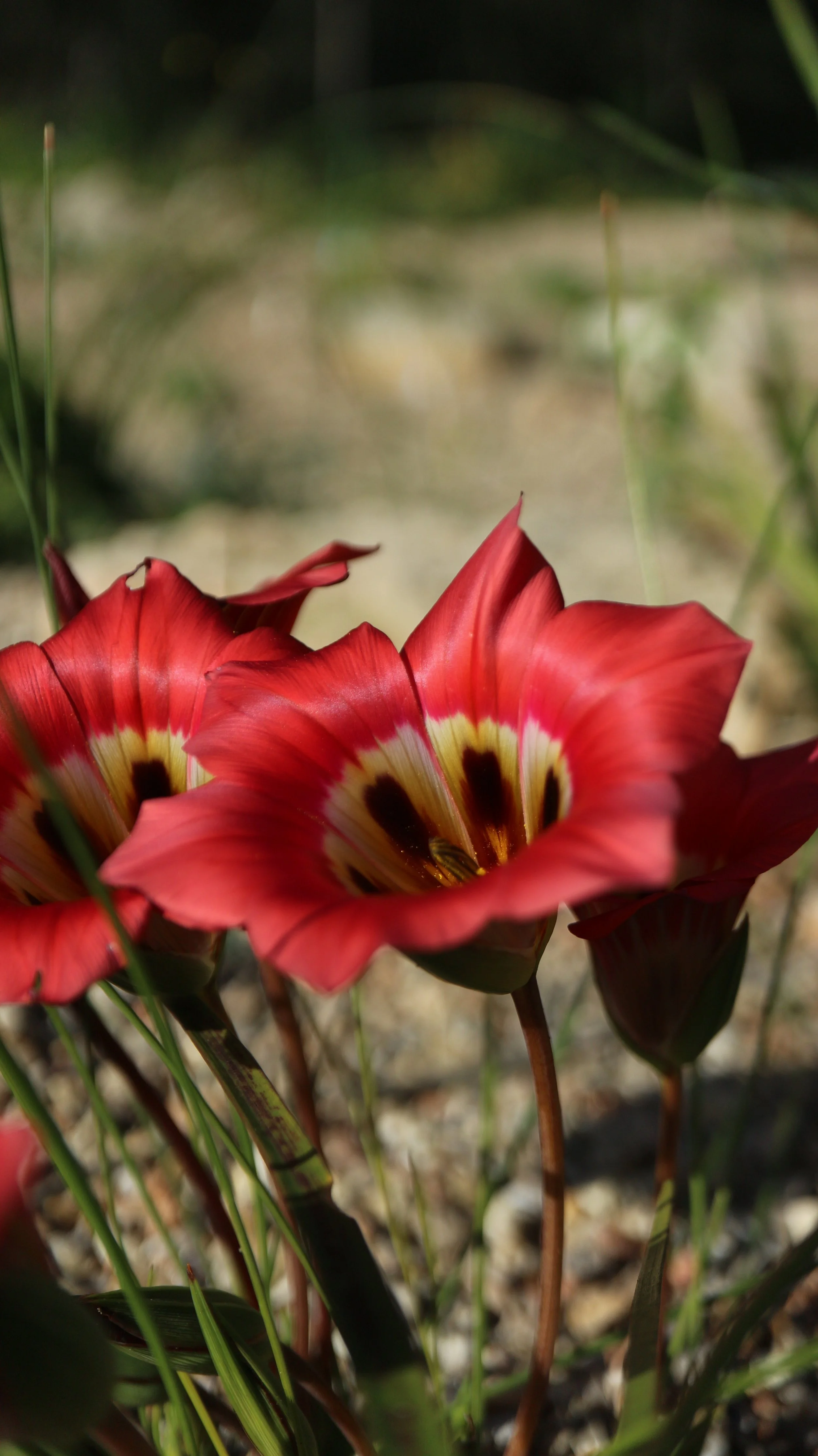 Romulea sabulosa / Iridaceae / SW Cape, South Africa