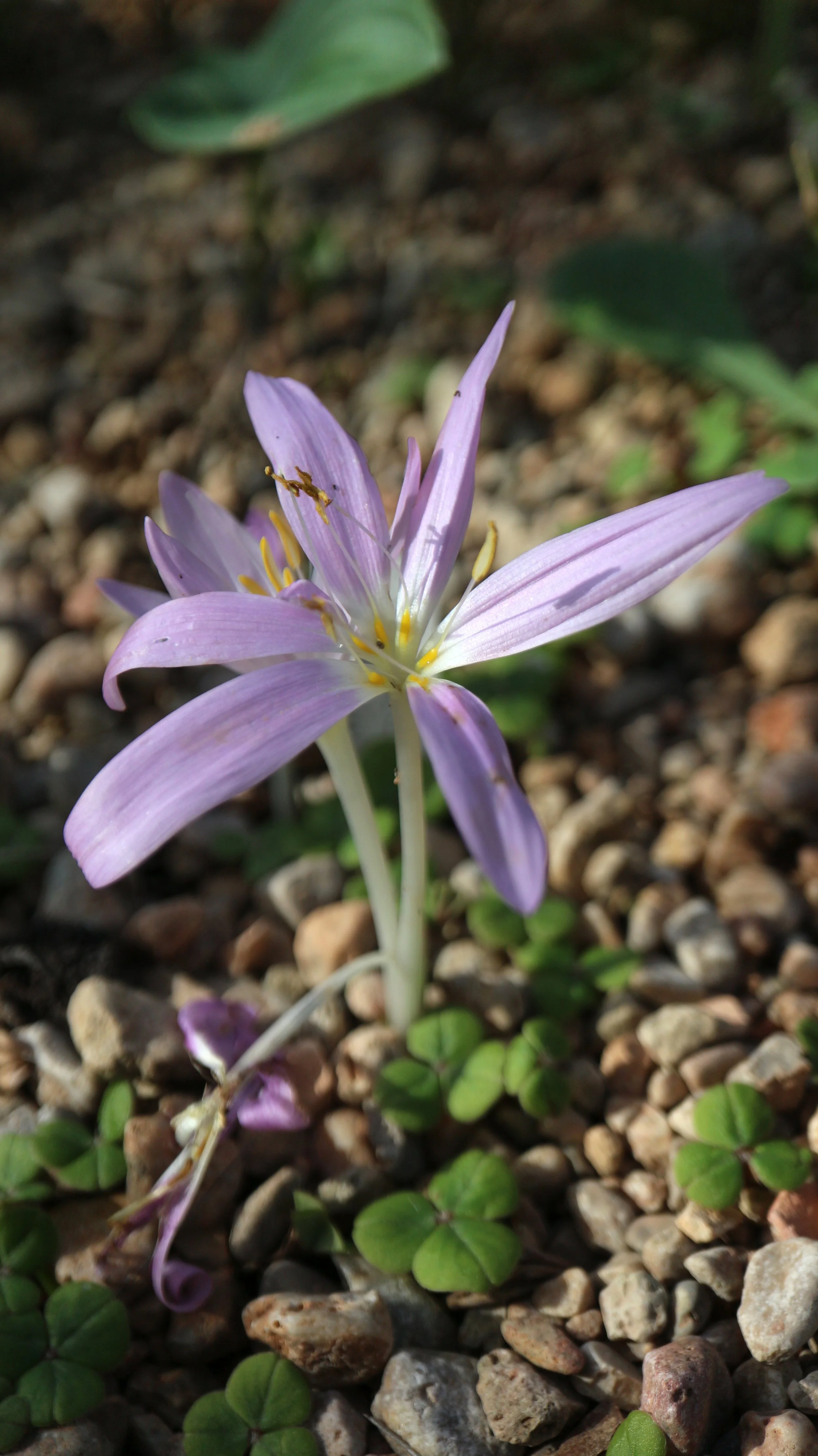 Colchicum baytopiorum / Colchicaceae / E Mediterranean