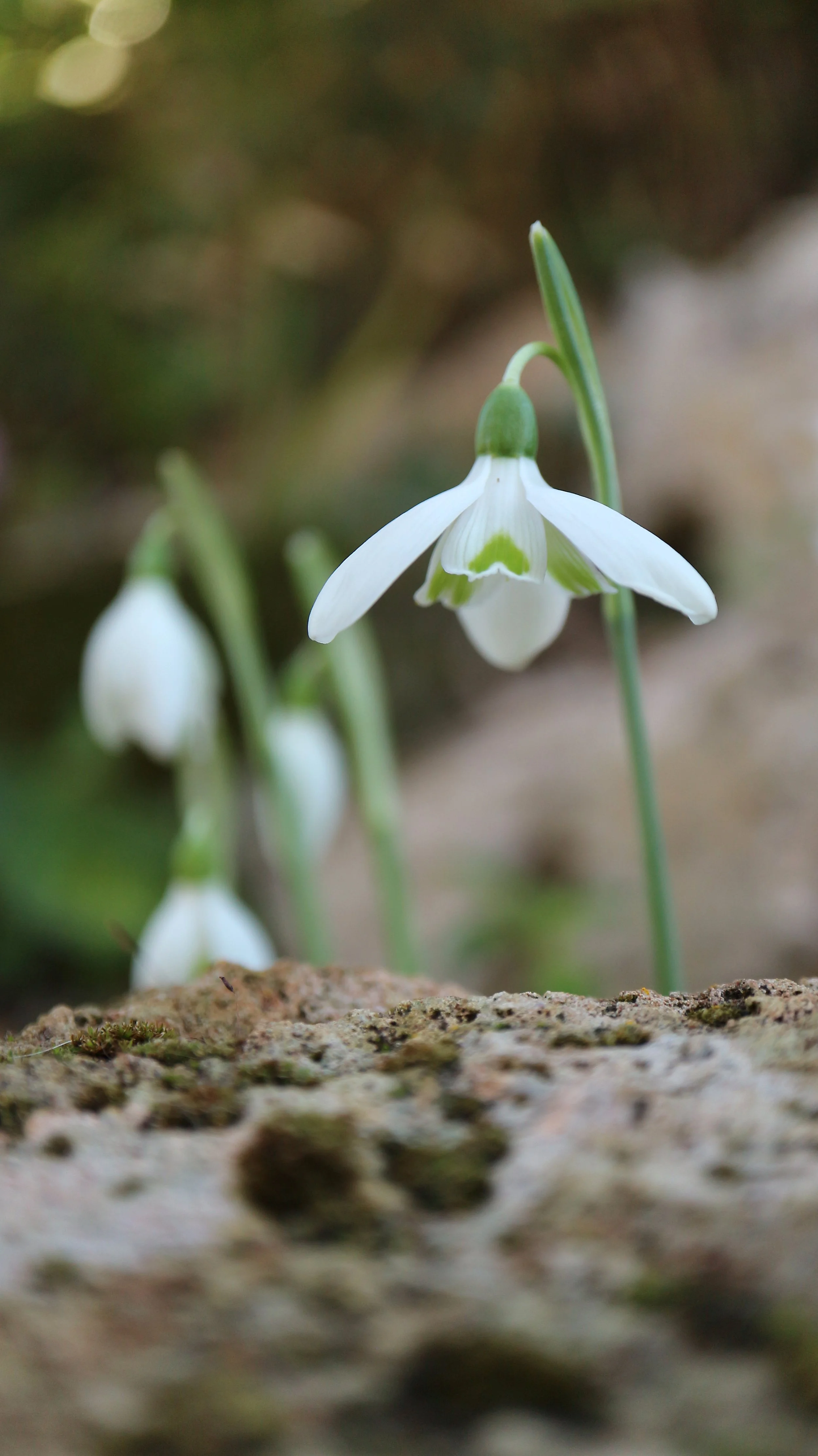 Galanthus reginae-olgae / Amaryllidaceae / Sicily, Balkans