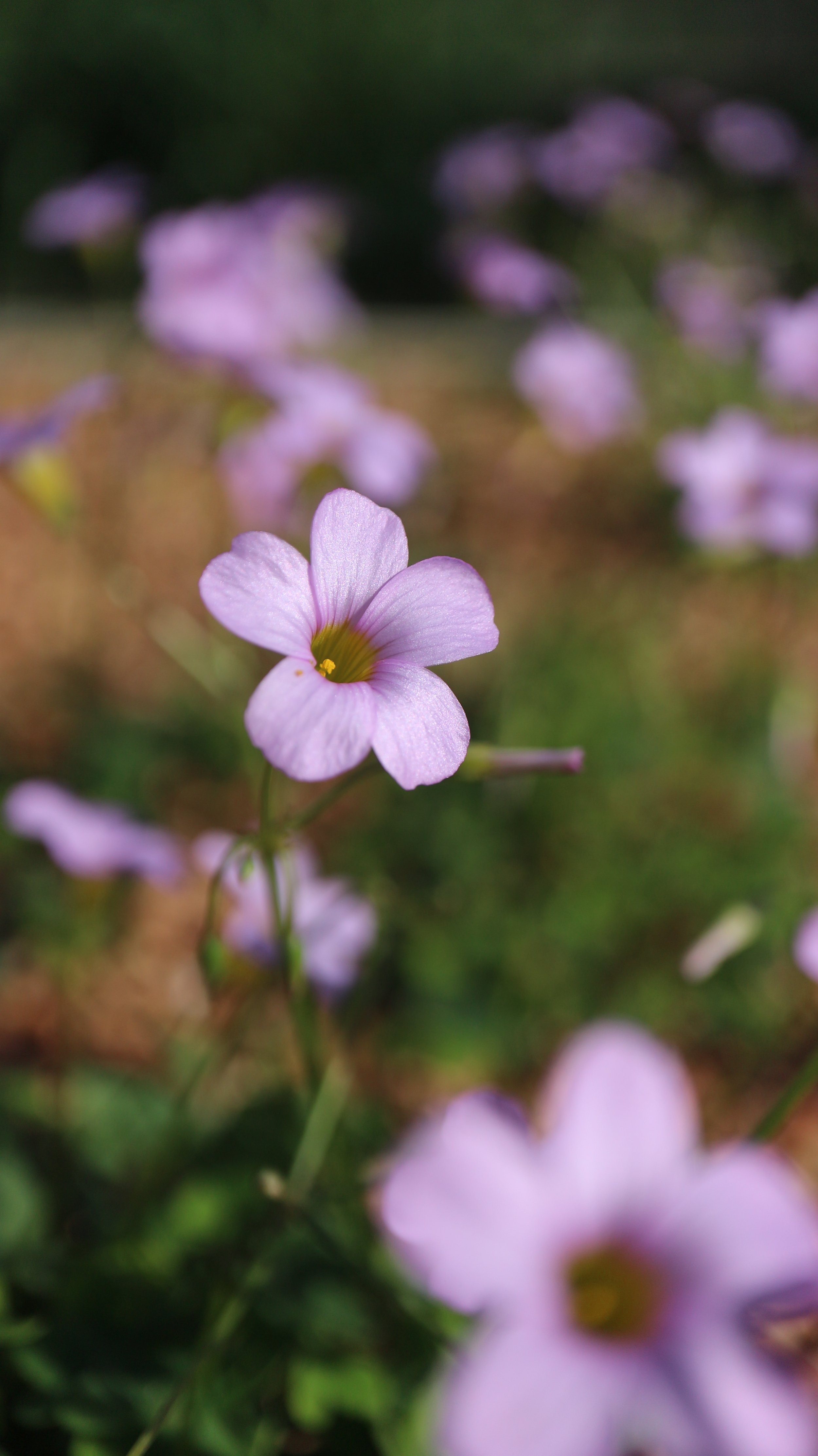 Oxalis caprina / Oxalidaceae / SW Cape, South Africa