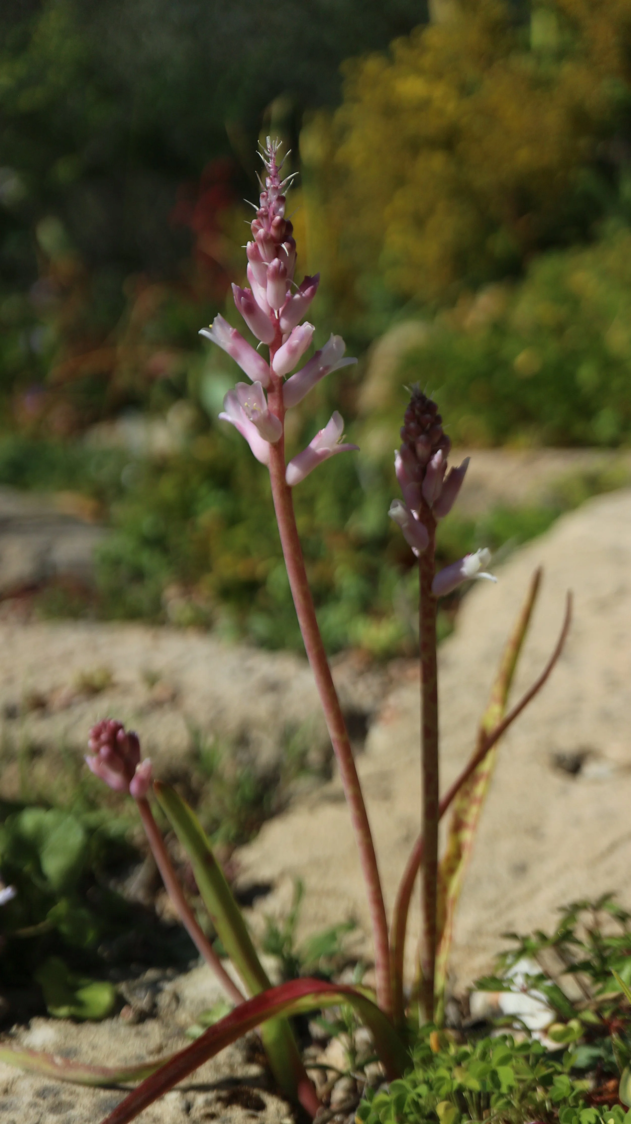 Lachenalia orchioides subsp. glaucina / Scilloideae / SW Cape, South Africa