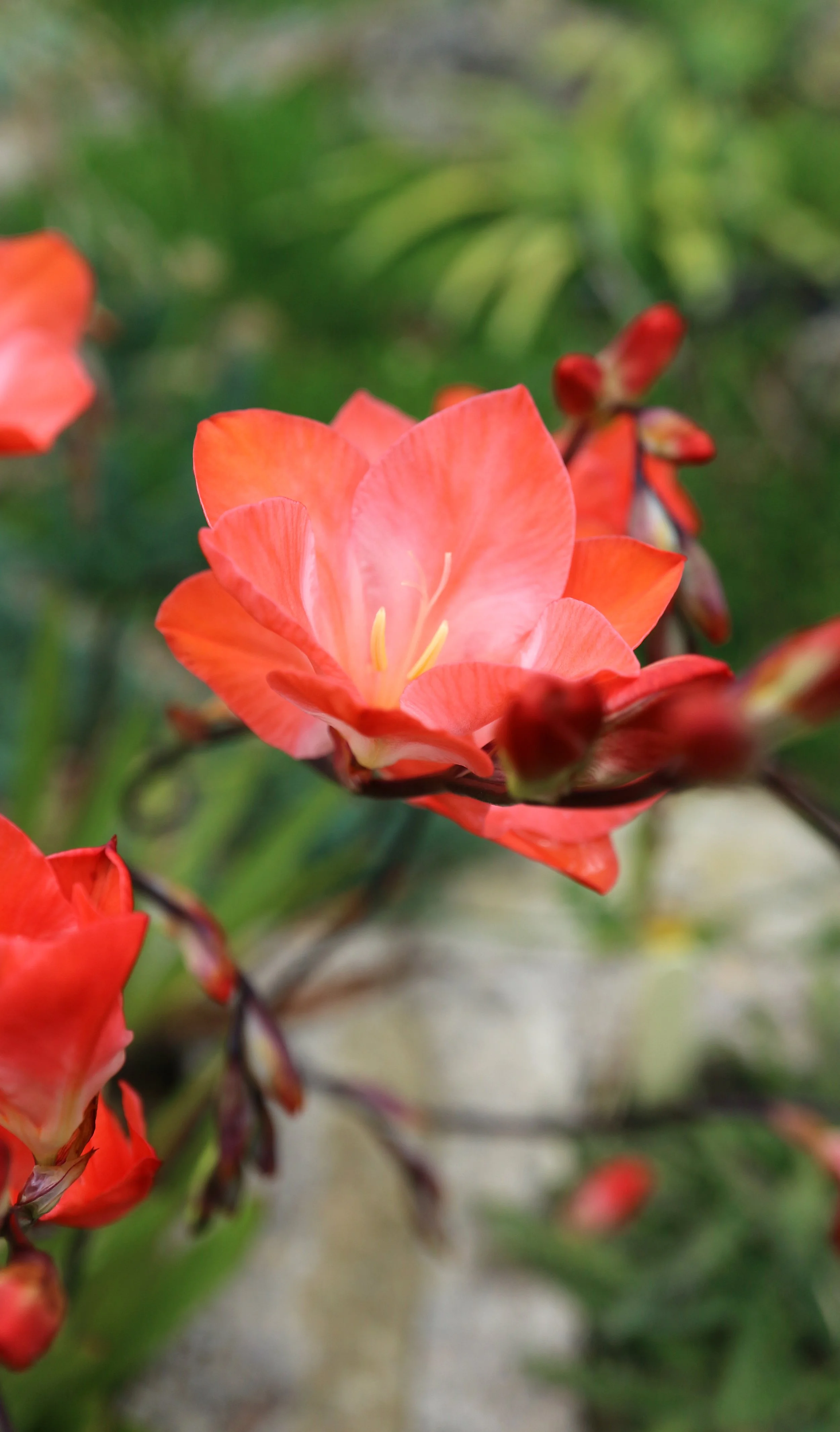 Tritonia cv / Iridaceae / S Cape, South Africa