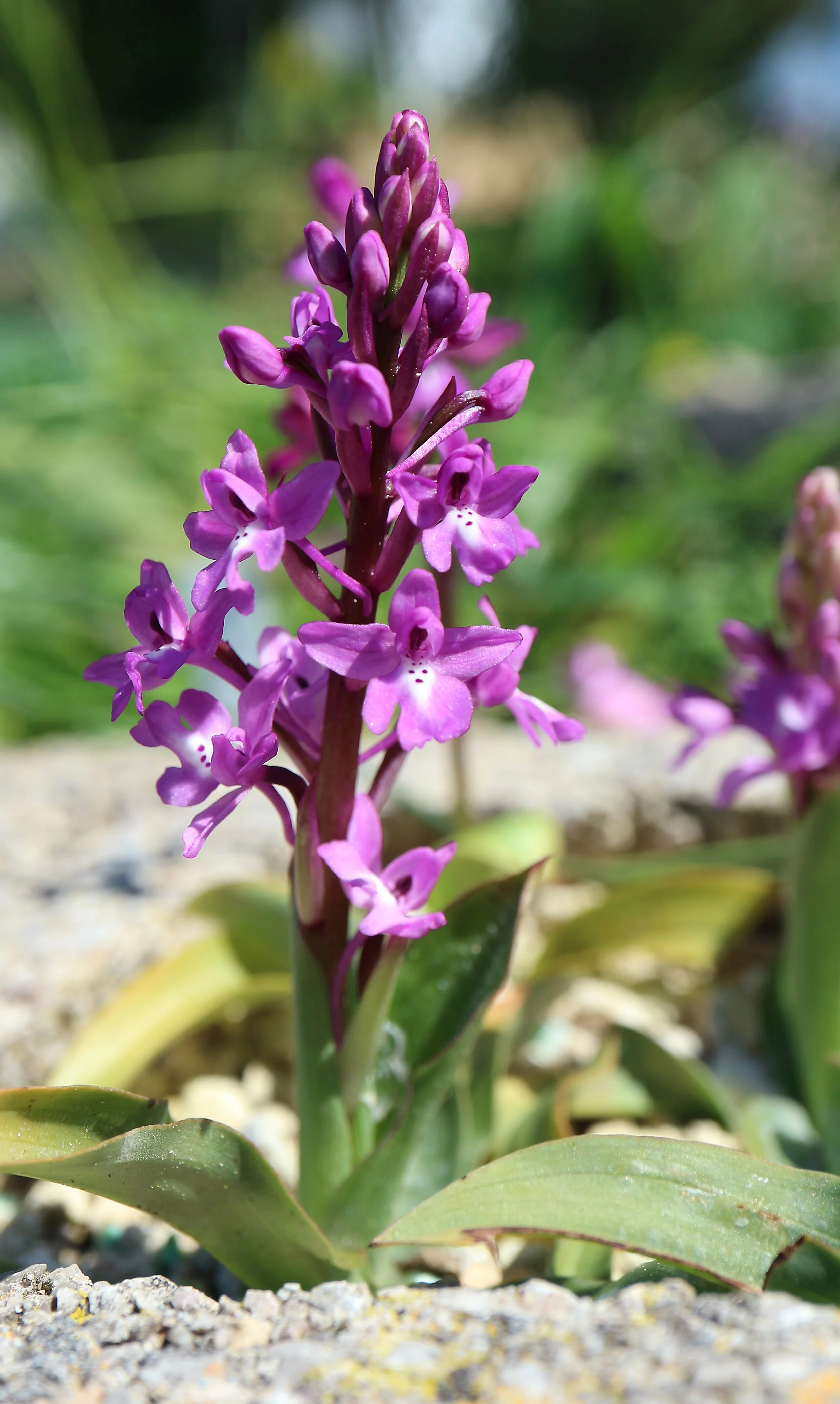 Orchis x seziquiana (ex Crete) / Orchidaceae / E Mediterranean Region